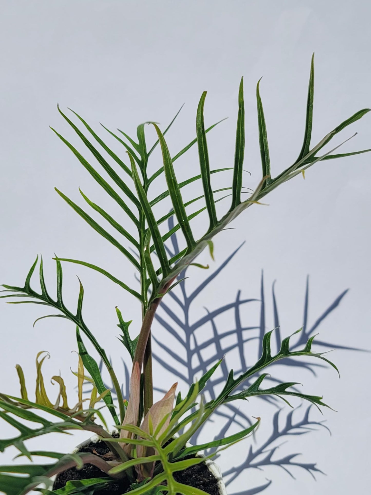 Philodendron Tortum Live Plant | Ships from CA | Available in Modern White Self-Watering Planter | Air Purifying & Pet-Friendly (+ Moden White Self-Watering Planter, Small Plant)