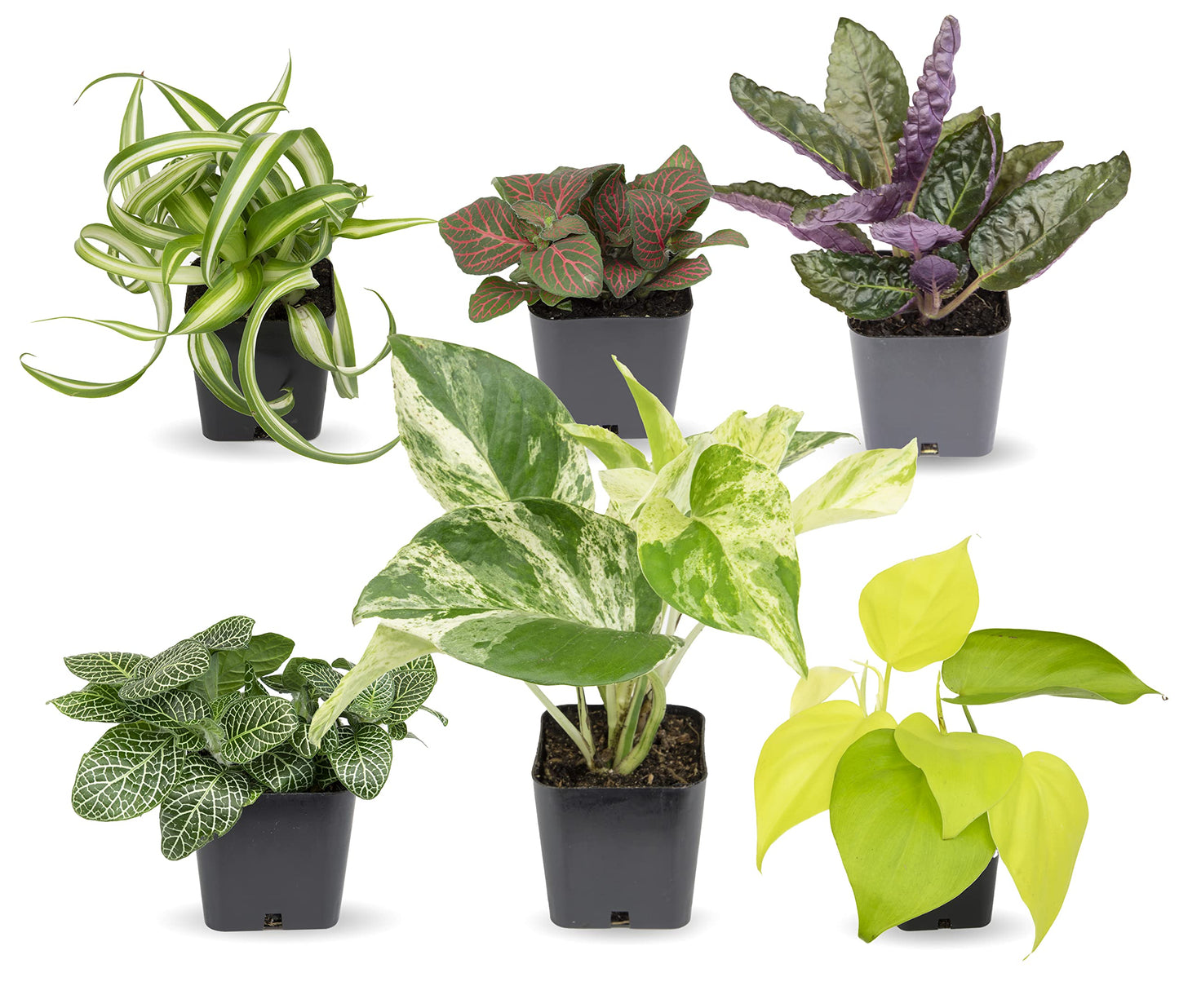 Live Snake Plant + Easy to Grow Houseplants (6-Pack)