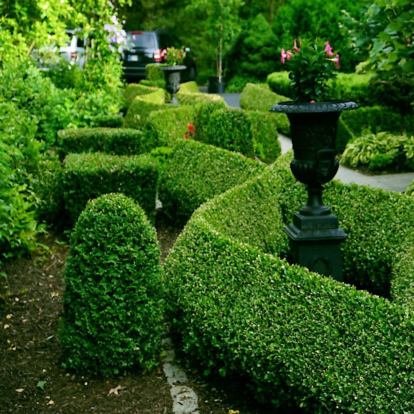 20 Seeds Common English Boxwood Tree | Buxus sempervirens Seeds Hardy Landscaping Shrub