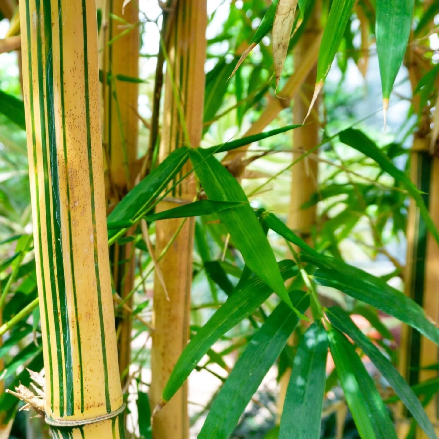 50 Green Stripe Bamboo Seeds Perennial Ornamental Seed Privacy