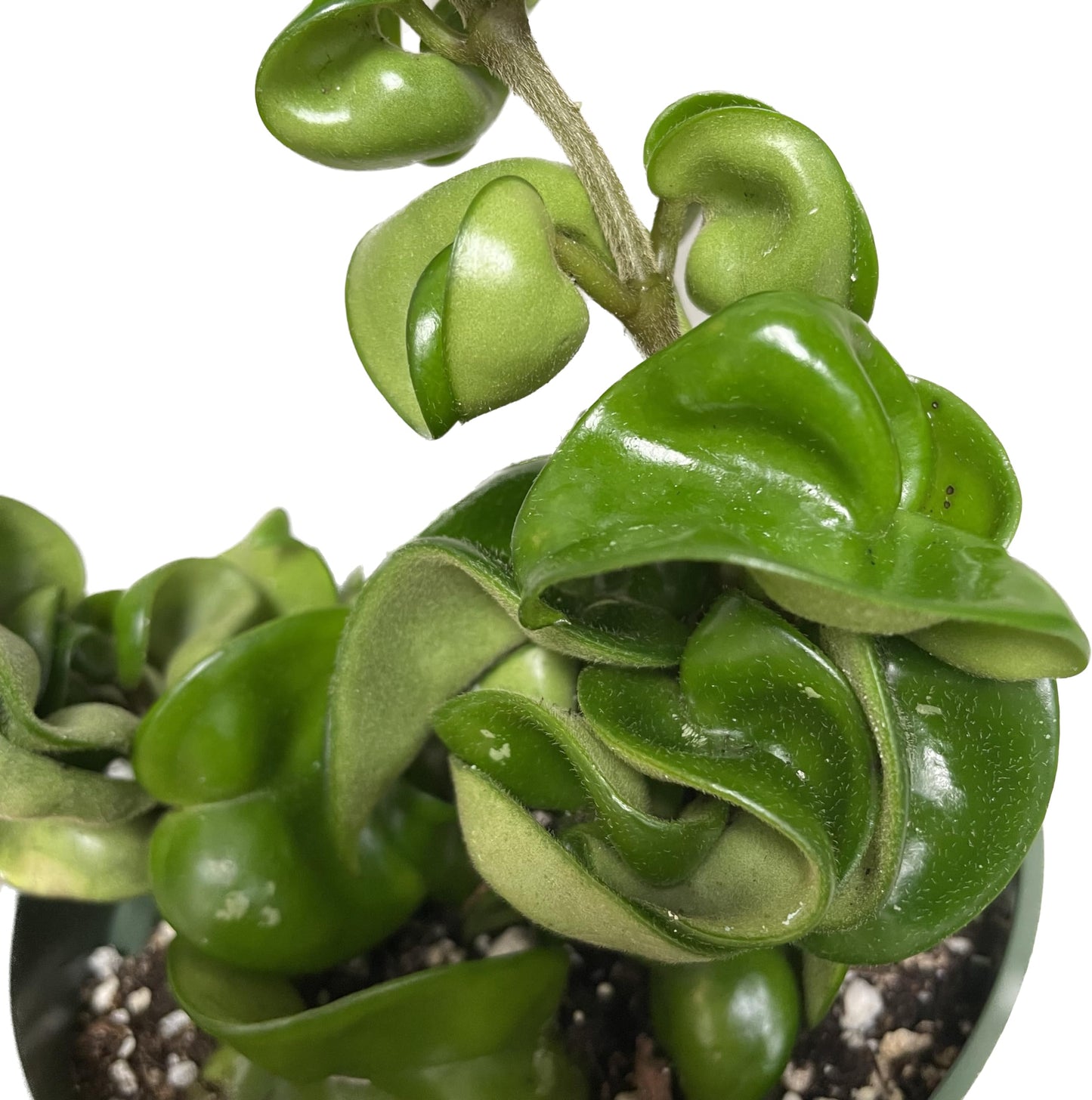 Hoya Compacta aka Hoya Hindu Rope Available in 2", 4", and 6" Pot Live Hoya Plant Air-Purifying Plant (Hoya Compacta, 4" Pot with 2 Plants, Very Short Right Now)