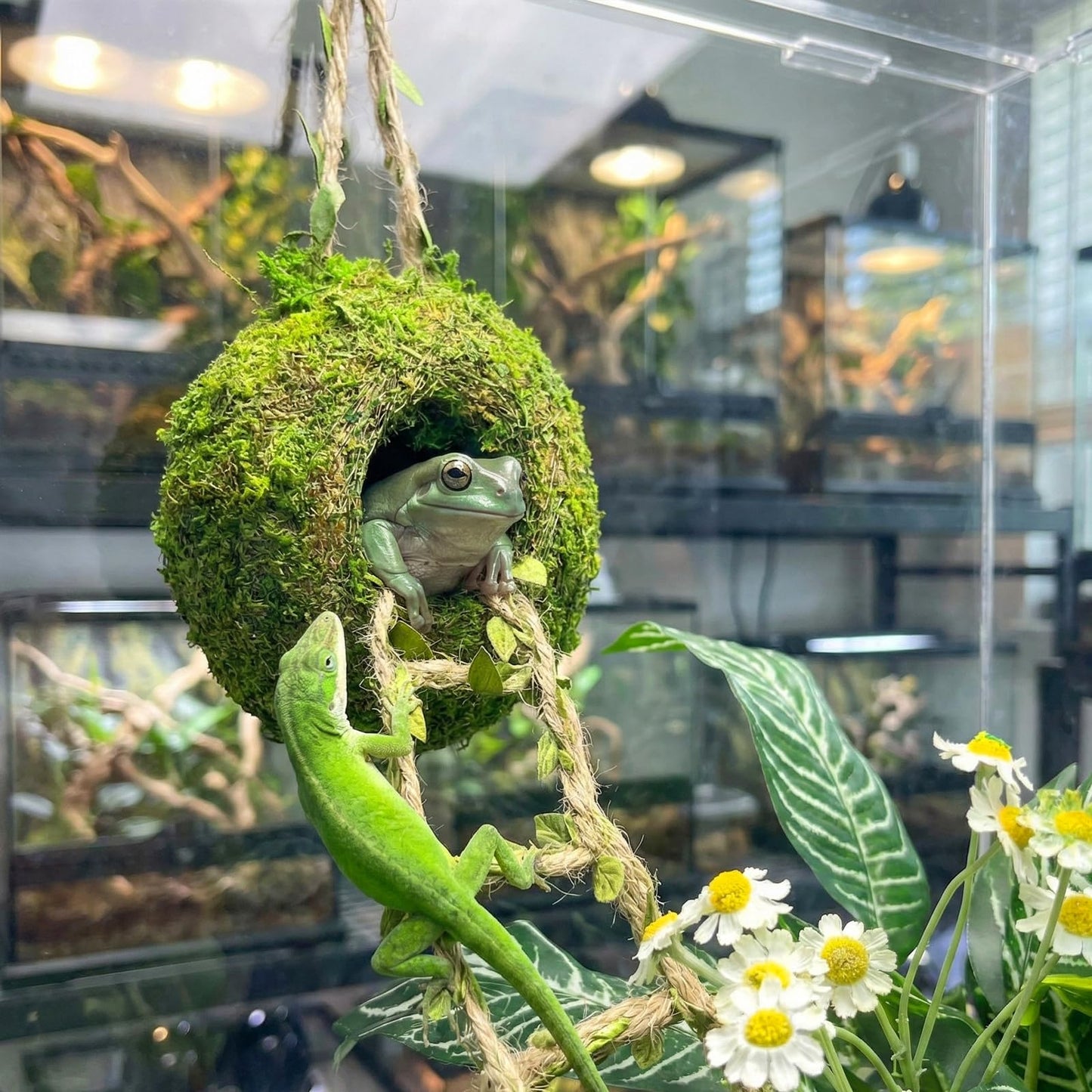 Moss Cave Hideout with Hanging Rope & Hemp Climbing Ladder – Natural Reptile Tank Decor Accessories for Crested Geckos, Chameleons, Tree Frogs, Leopard Geckos & Snakes. Terrarium & Vivarium Decor (4")