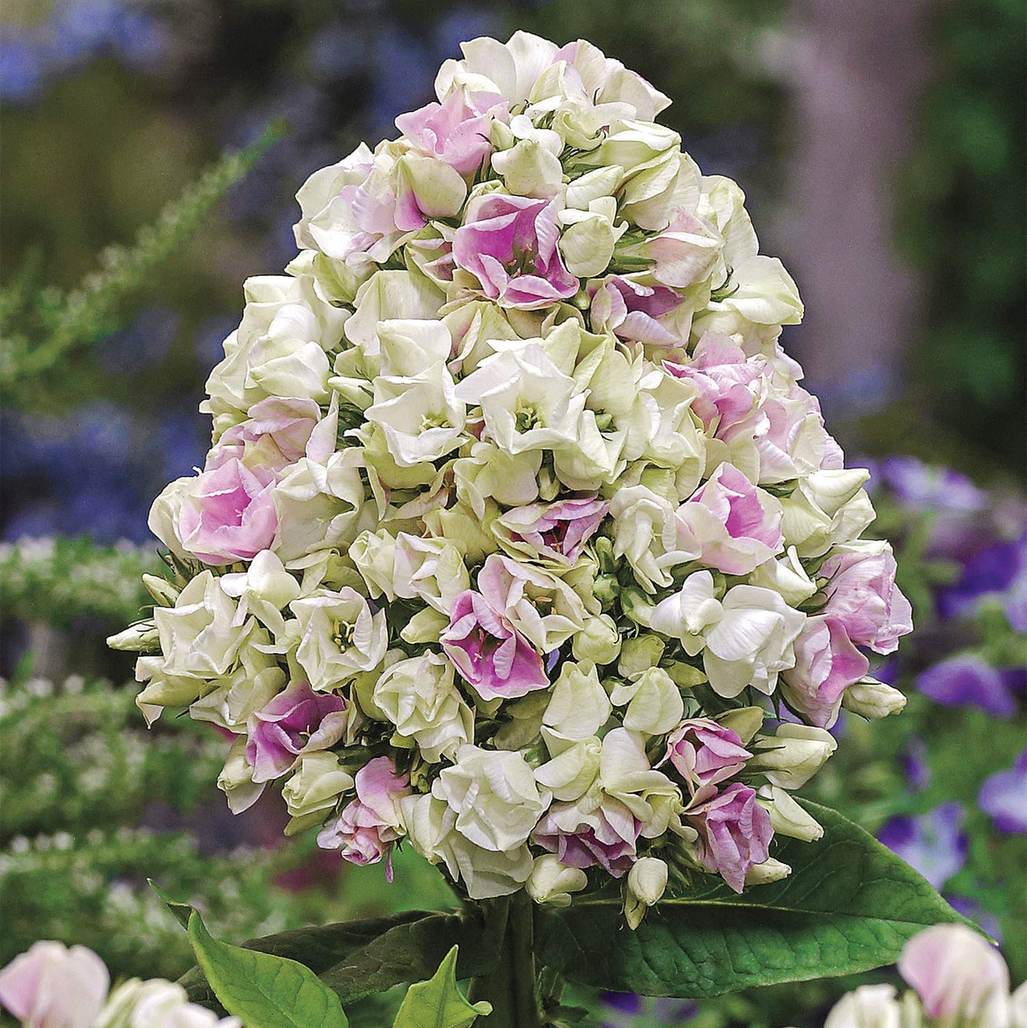 SPRING HILL NURSERIES - Crème de la Crème Tall Perennial Phlox - A Color Changing Summer Blooming Beauty That Will Enhance The Color in Your Landscape - Includes one bareroot Plant per Offer