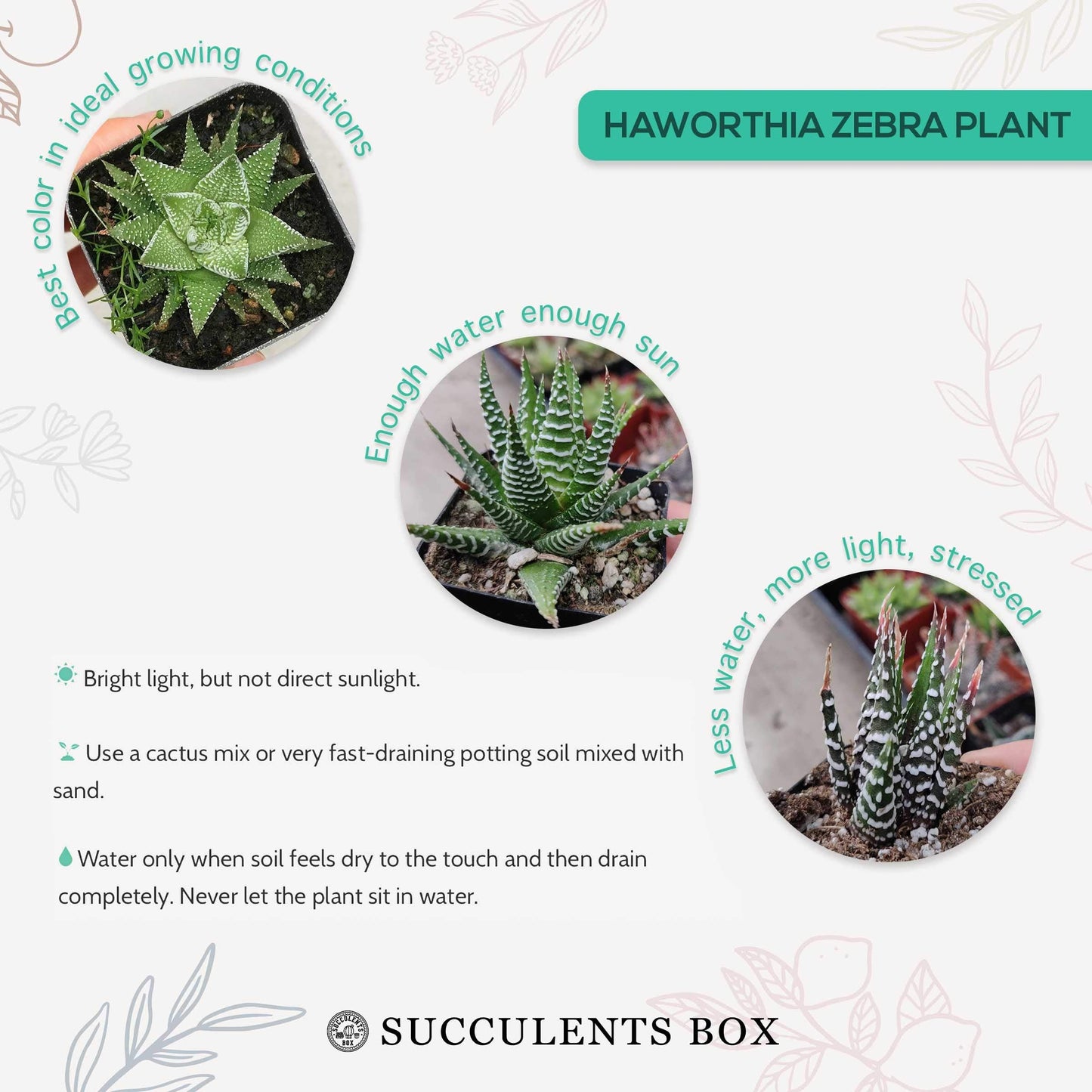 Haworthia 'Zebra Plant' White Stripe Aloe Spiky Succulent (2 inch)