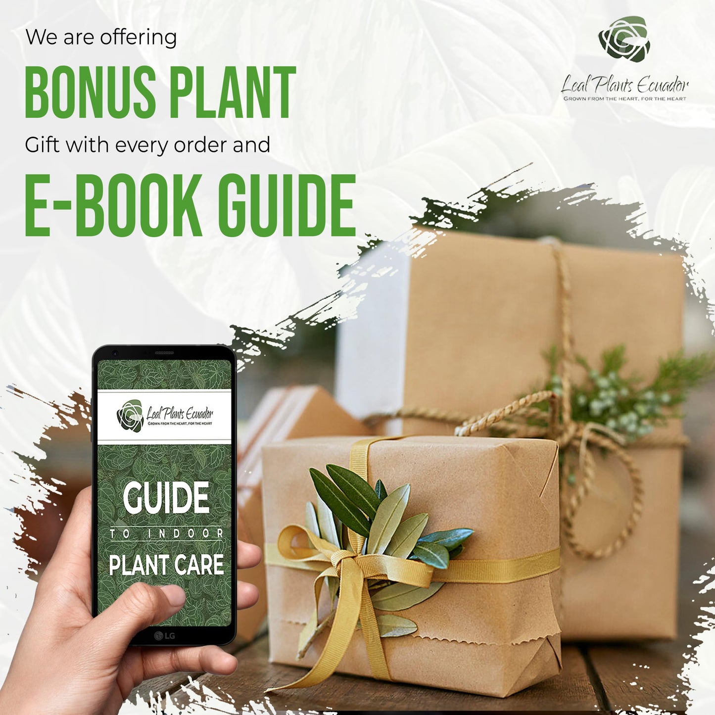 LEAL PLANTS ECUADOR Sansevieria Black and Gold (Pack of 2)| Natural Indoor Décor | Low-Maintenance Air-Purifying Plant | Snake Plant | Bowstring Hemp | Indoor Snake Plant | Sansevieria Plant Live