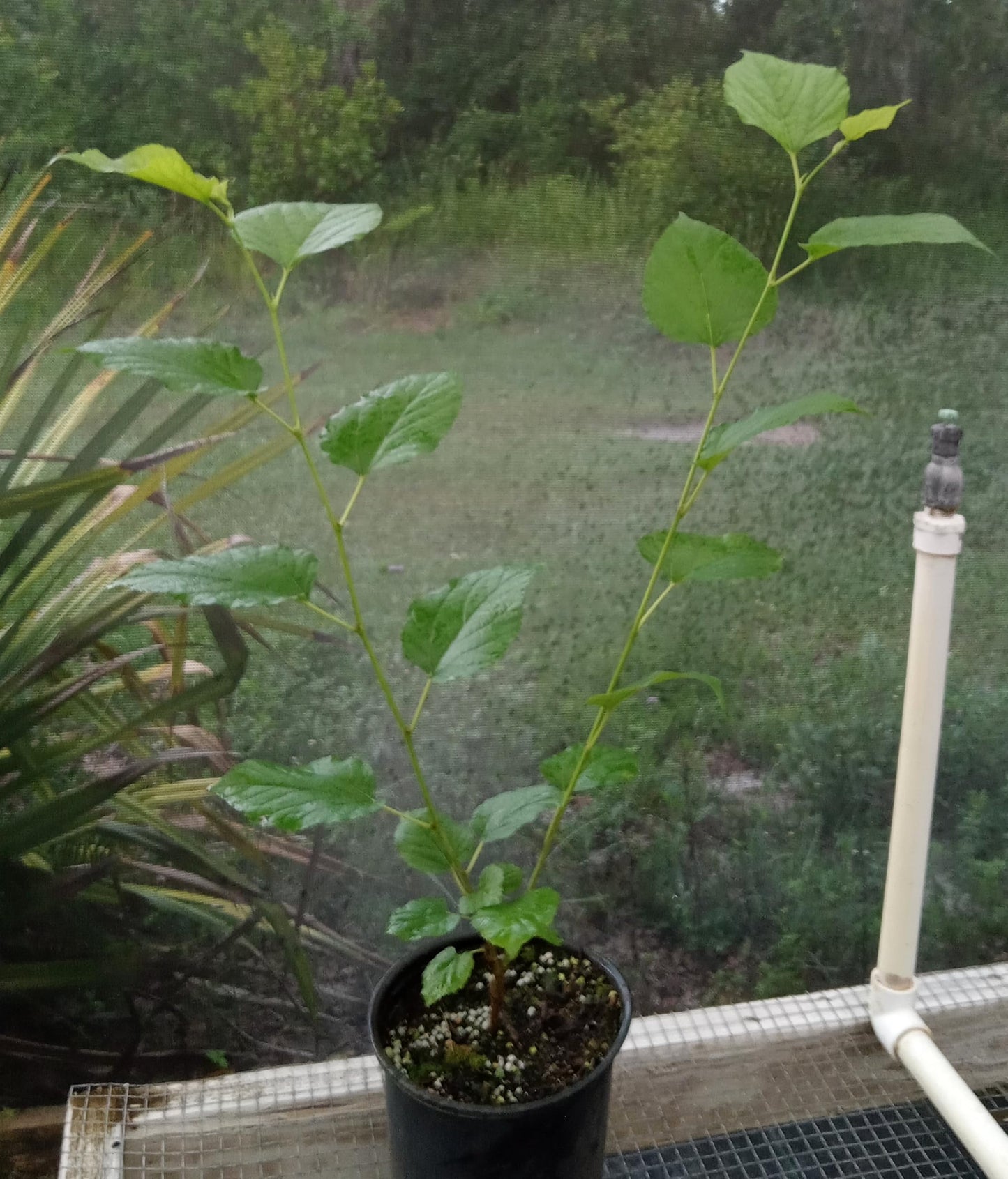 Live 'Thai Dwarf' Mulberry Bushes Early to Fruit 2 to 3 Feet Tall Does Not Ship to California