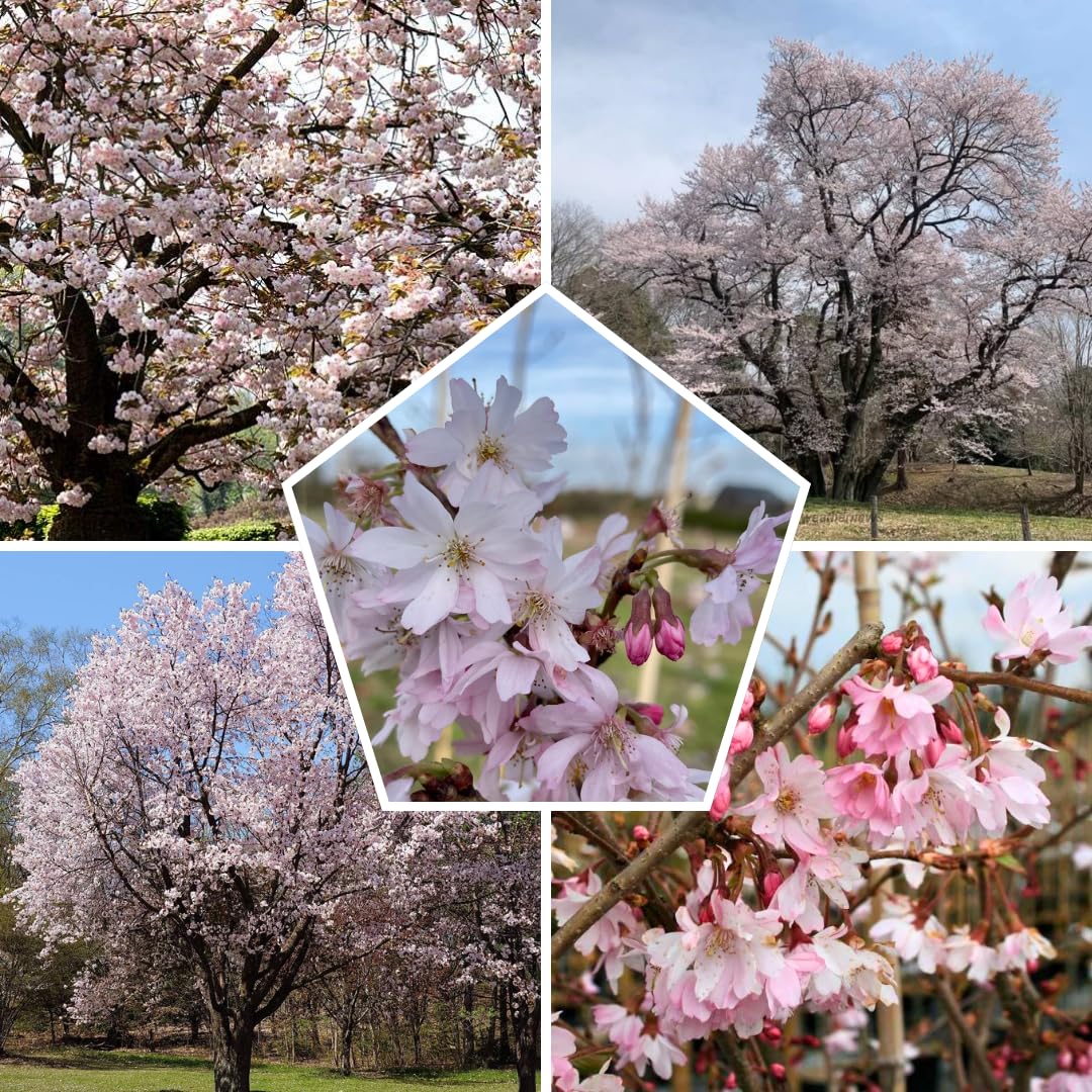 Cherry Blossoms Tree Live Plant, Flowering Cherry Blossom Perennial Bloom, 9 Months Old Trees, 6-12" in Tall