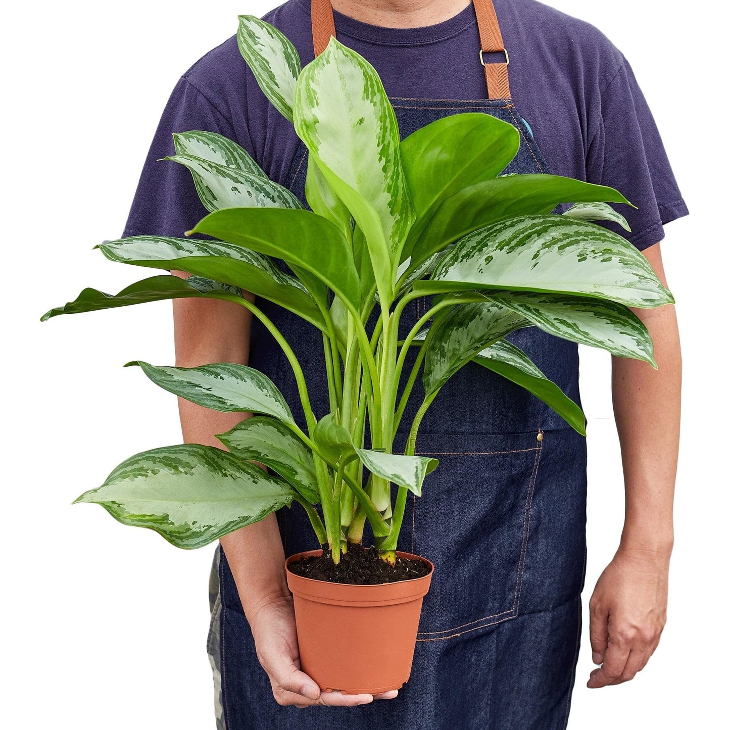 7 Pack Chinese Evergreen 'Silver Bay' in 6in Pot - Live Plants Tropical Houseplants | Variegated | USA Growers | The Snobby Leaf