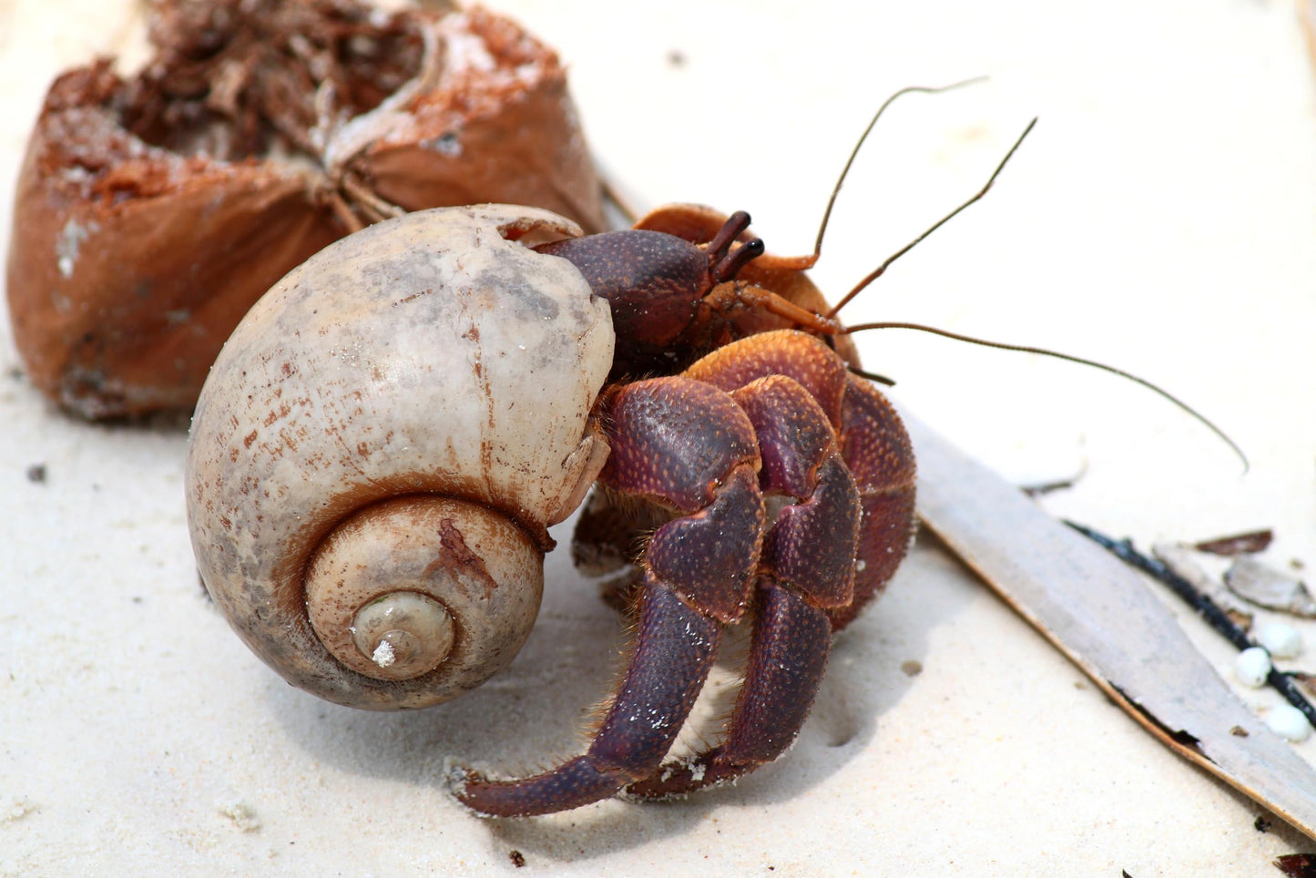 Galápagos (05355) Hermit Crab Starter Kit - Complete DIY Habitat Essentials for Terrestrial and Semi-Aquatic Crustaceans, Includes Cholla Wood, Coconut Hut, Moss, Stones and More, 4.5 Quarts