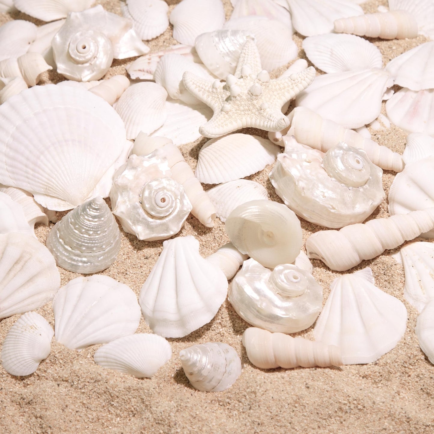 WeDoSoy Silver White Sea Shell Mixed Ocean Shells Set, 1.2"-2.6" Various Sizes Natural Seashell & Starfish for Beach Themed Decor, DIY Crafts, Vase Fillers, Fish Tank, Home, Wedding & Party Decoration