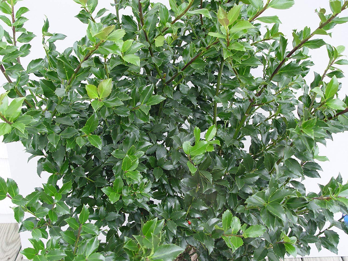 Ilex X meserveae 'Blue Princess' (Blue Holly) Evergreen, #2 - Size Container