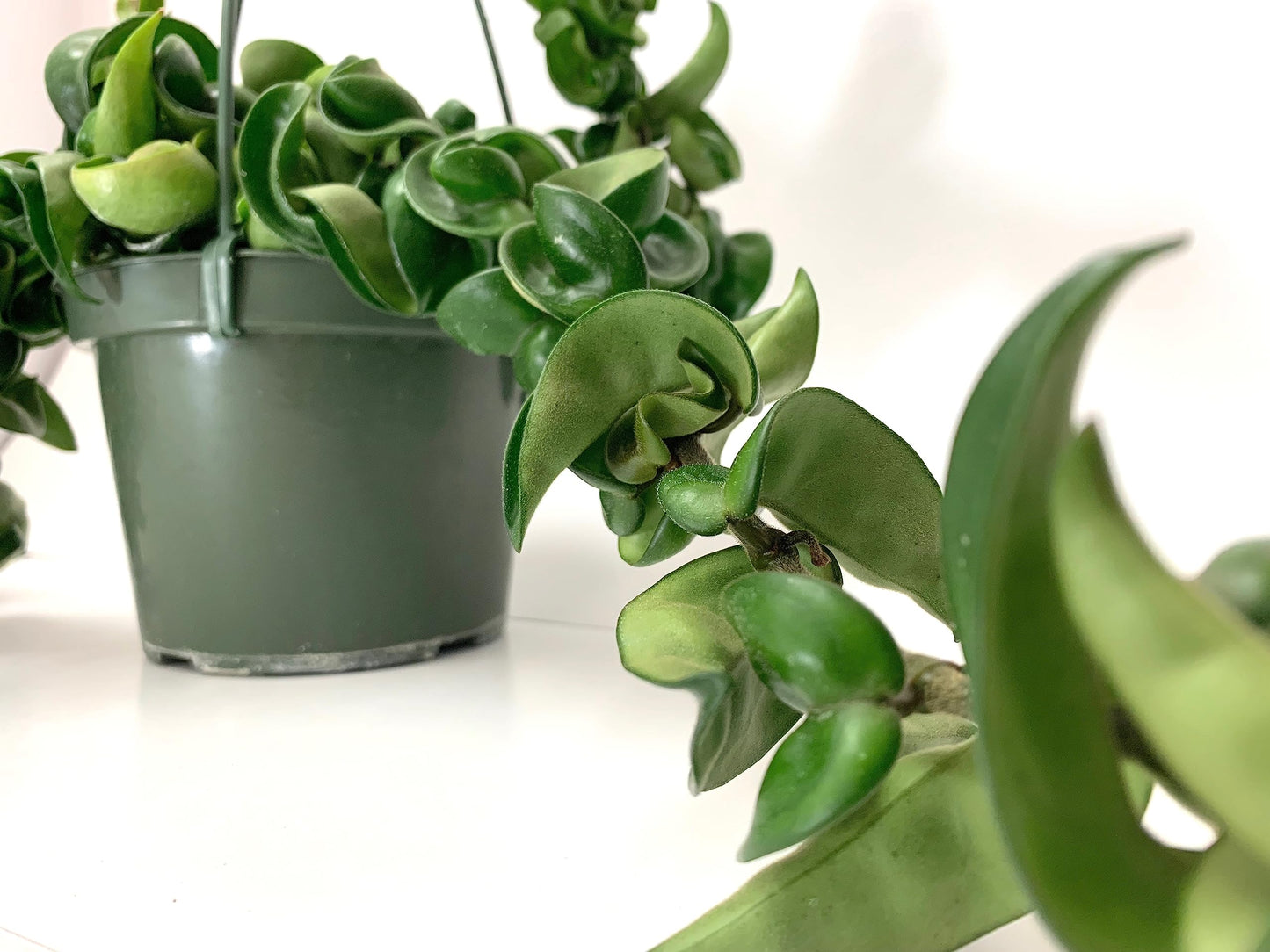 Hoya Compacta aka Hoya Hindu Rope Available in 2", 4", and 6" Pot Live Hoya Plant Air-Purifying Plant (Hoya Compacta, 4" Pot with 2 Plants, Very Short Right Now)