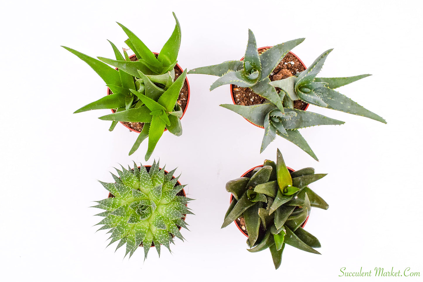 Live Aloe Succulents – Large Assorted 4-Inch Aloe Succulents – Fully Rooted Aloe Succulents (4)