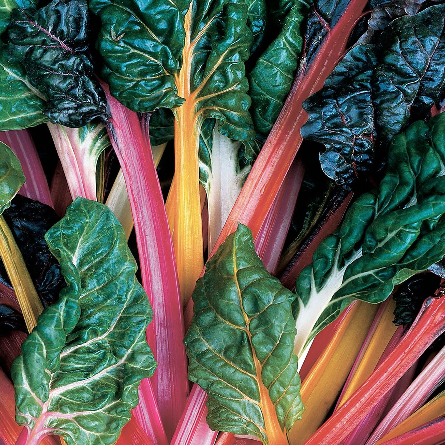 Bonnie Plants Swiss Chard 19.3 oz. 4-Pack
