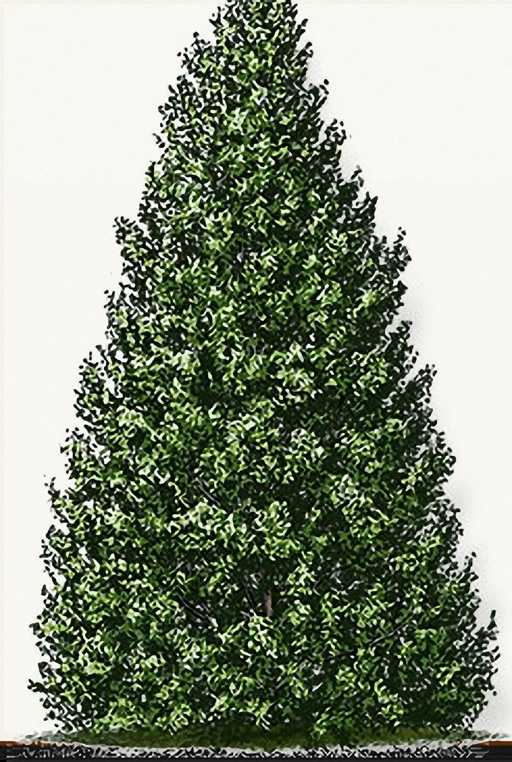 Live Plant - Foster Holly Shrub/Hedge - Live Potted Tree - 12-24" Tall Plant - Gallon Pot