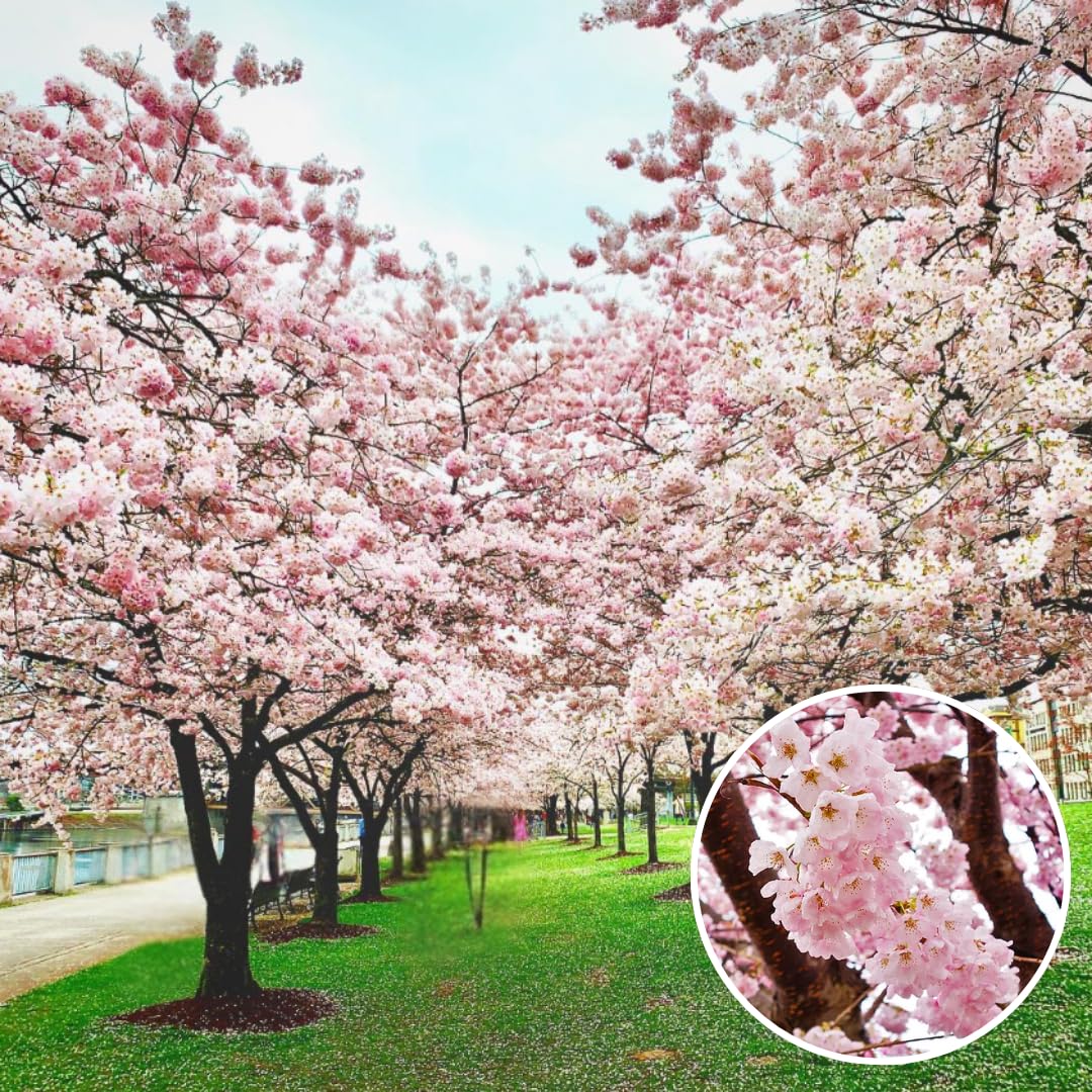 Cherry Blossoms Tree Live Plant, Flowering Cherry Blossom Perennial Bloom, 9 Months Old Trees, 6-12" in Tall