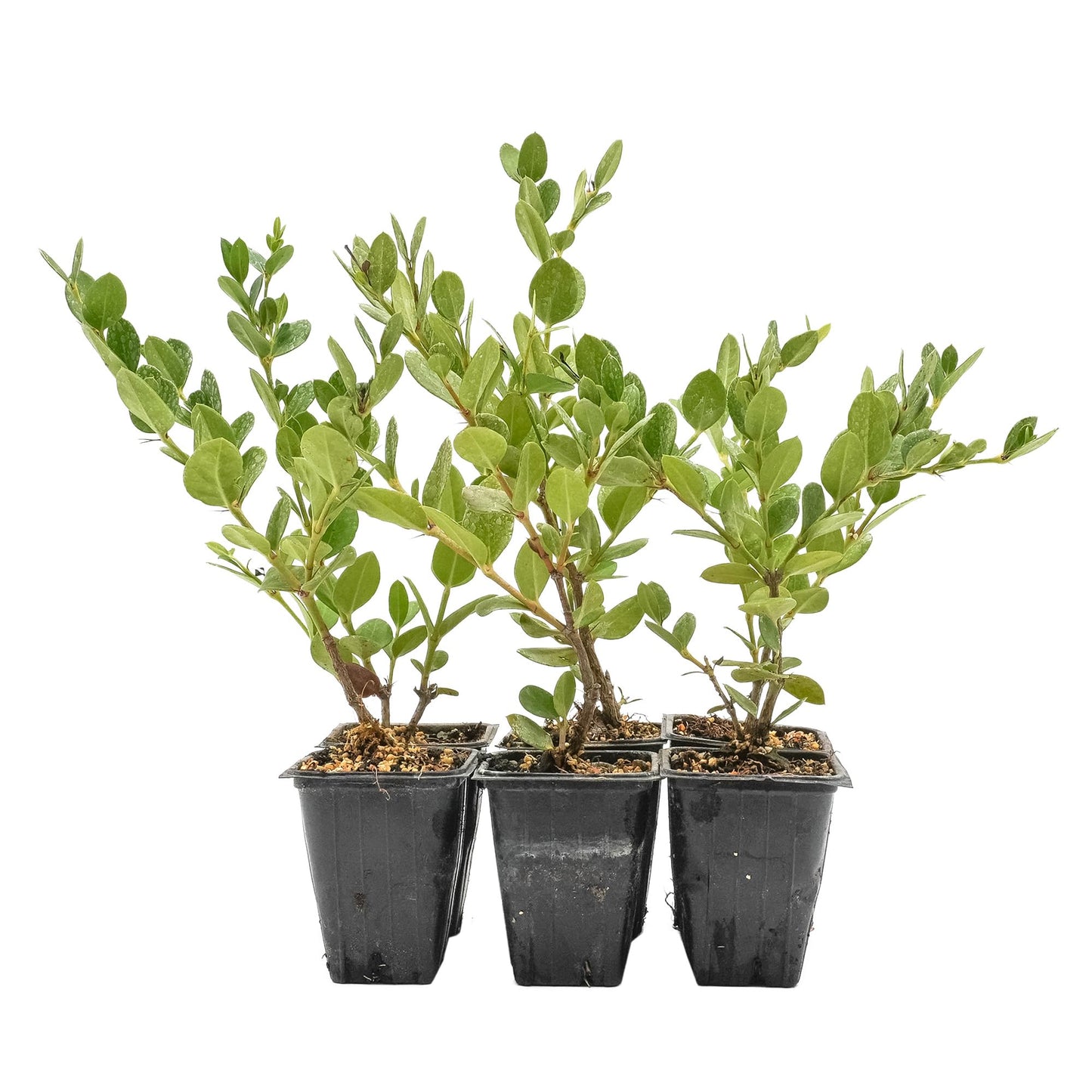 6 Green Carpet Natal Plum in 3.5" Nursery Cubes | Carissa ‘Green Carpet’ | Low-Growing Evergreen Groundcover for Landscapes, Slopes & Borders | Live Starter Plants