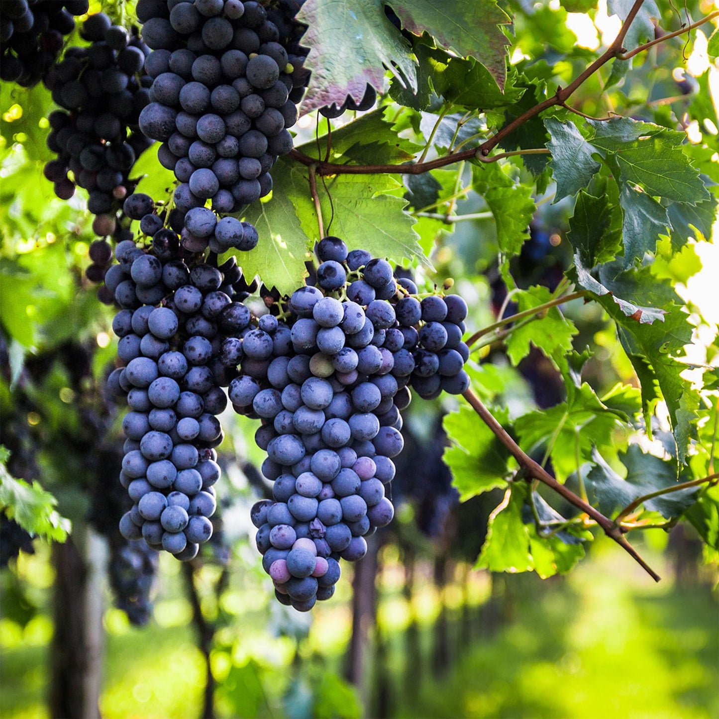 Perfect Plants Mars Purple Grape 1 Gallon Growers Pot | Seedless Grape Vine | High Yeilding Prolific Grower