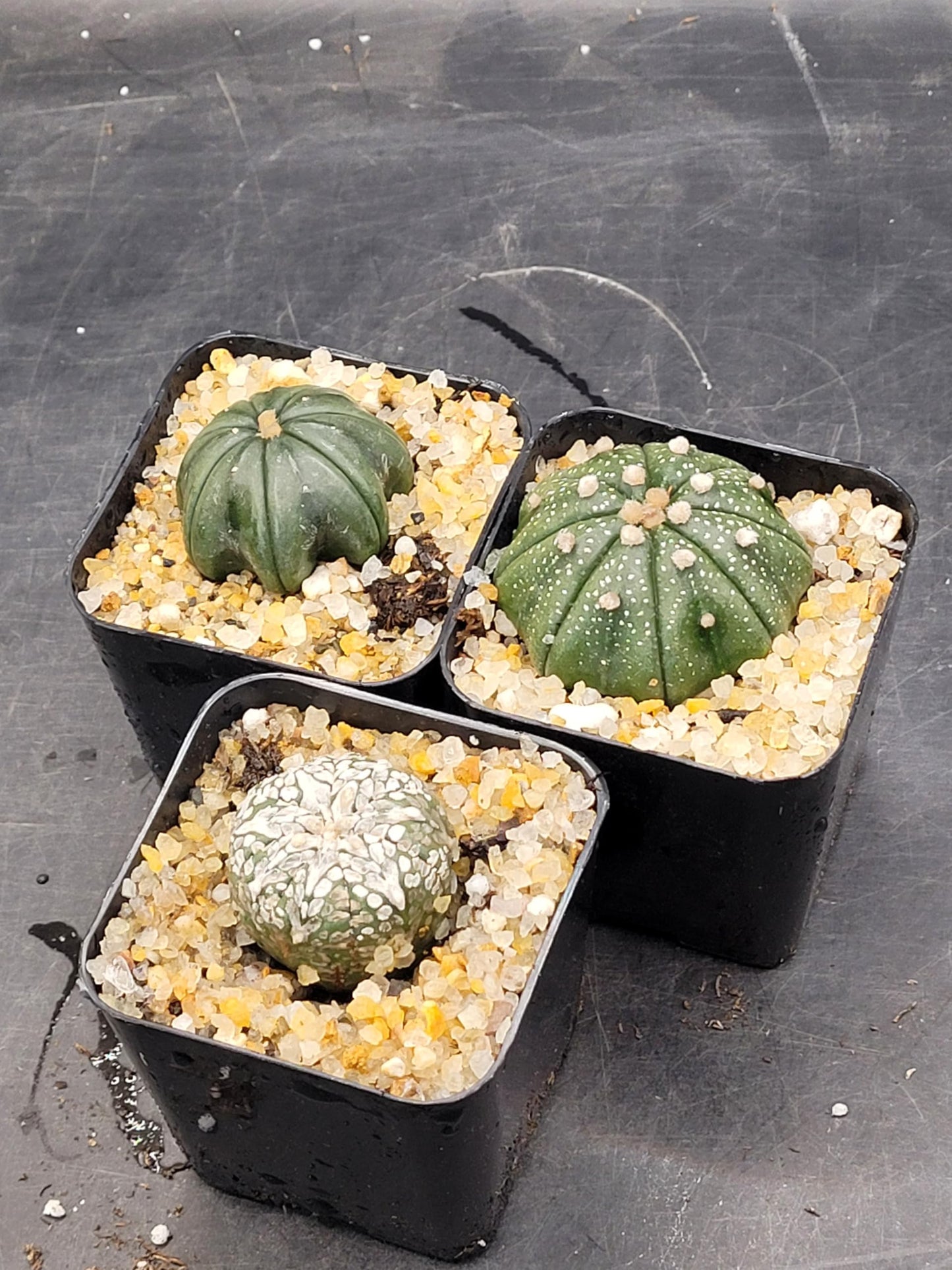 Astrophytum Asterias Sand Dollar Cactus, Live Plant, 1.5-2 inches (1)