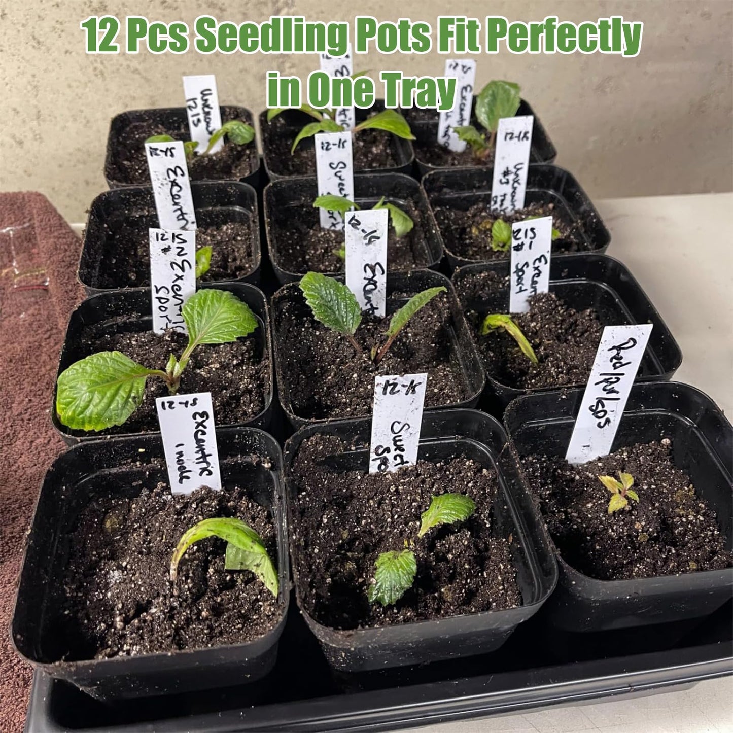mwellewm 5 Pcs Seed Starter Tray, 3.5 Inch (9CM) 60 Pcs Nursery Pots Kit, Thickened Seed Starting Trays Square Seedling Pots for Plants Sturdy Microgreens Growing Trays Reusable Germination Tray