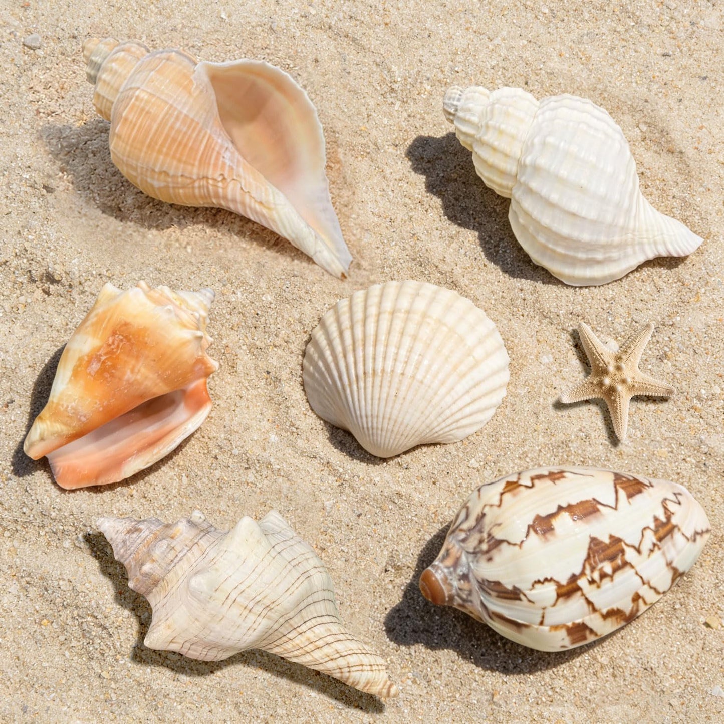 5PCS Medium and Large Hermit Crab Shells| Natural Sea Conch Size 2.8" - 4.5", Opening Size 1.6" - 2.7" | Turbo Seashells for Hermit Crab Supplies and Beach Decoration
