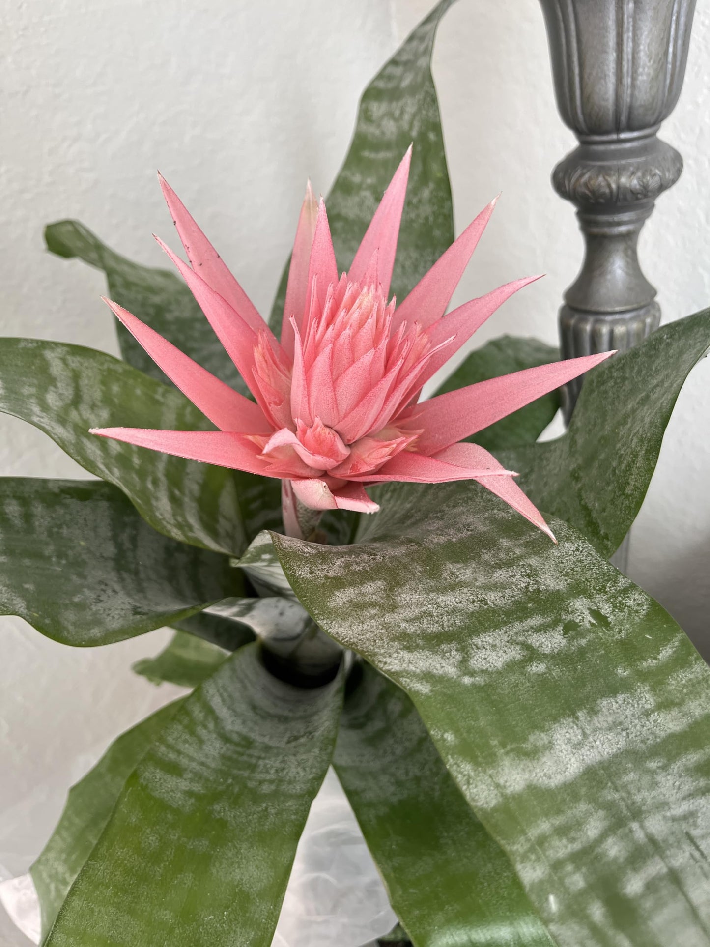 Aechmea fasciata (Silver Vase Plant/Urn Plant) Bromeliad Pink in Bloom. 6 in Pot