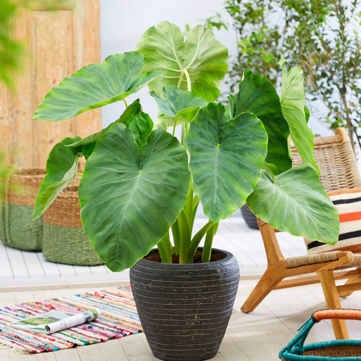 Garden State Bulb Colocasia Esculenta Elephant Ear Bulbs, 7/9 inches, Spring Planting (Bag of 10)
