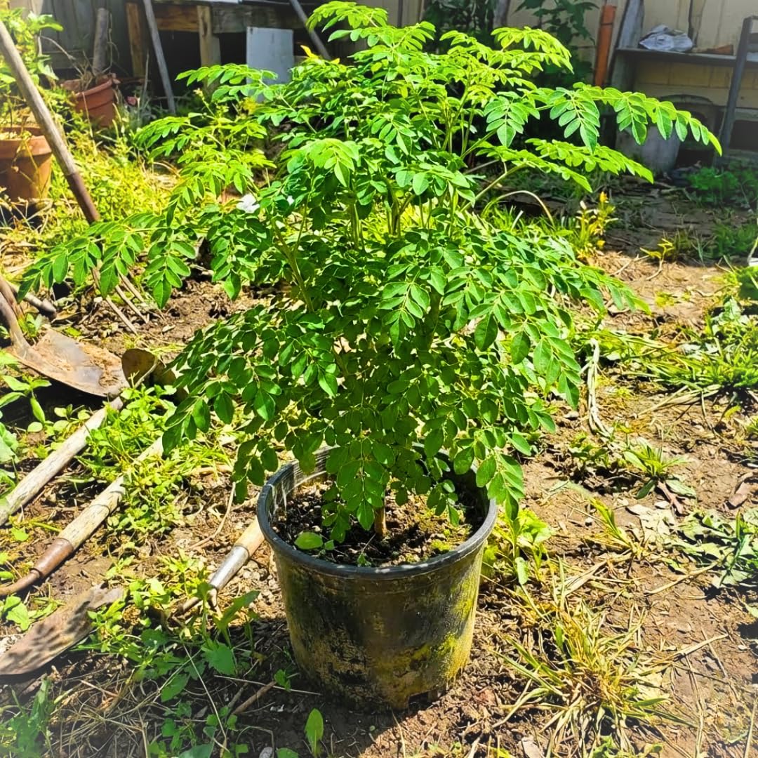 Live Moringa Oleifera Tree Plant, 2-3 Feet Tall, Established Malunggay Plant in 1 Gallon Pot, Fast-Growing Drumstick Tree