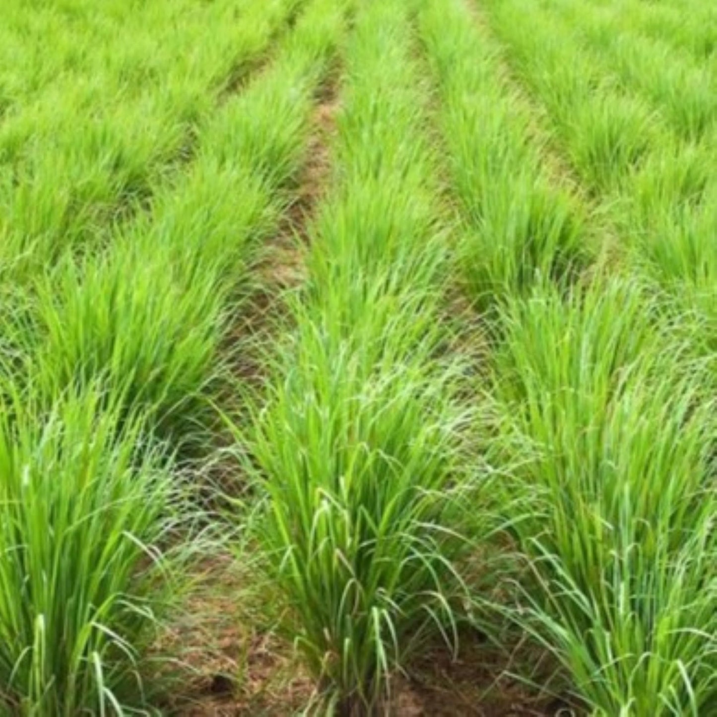 Lemongrass 4 Live Plants Each 8-12" Tall fully rooted