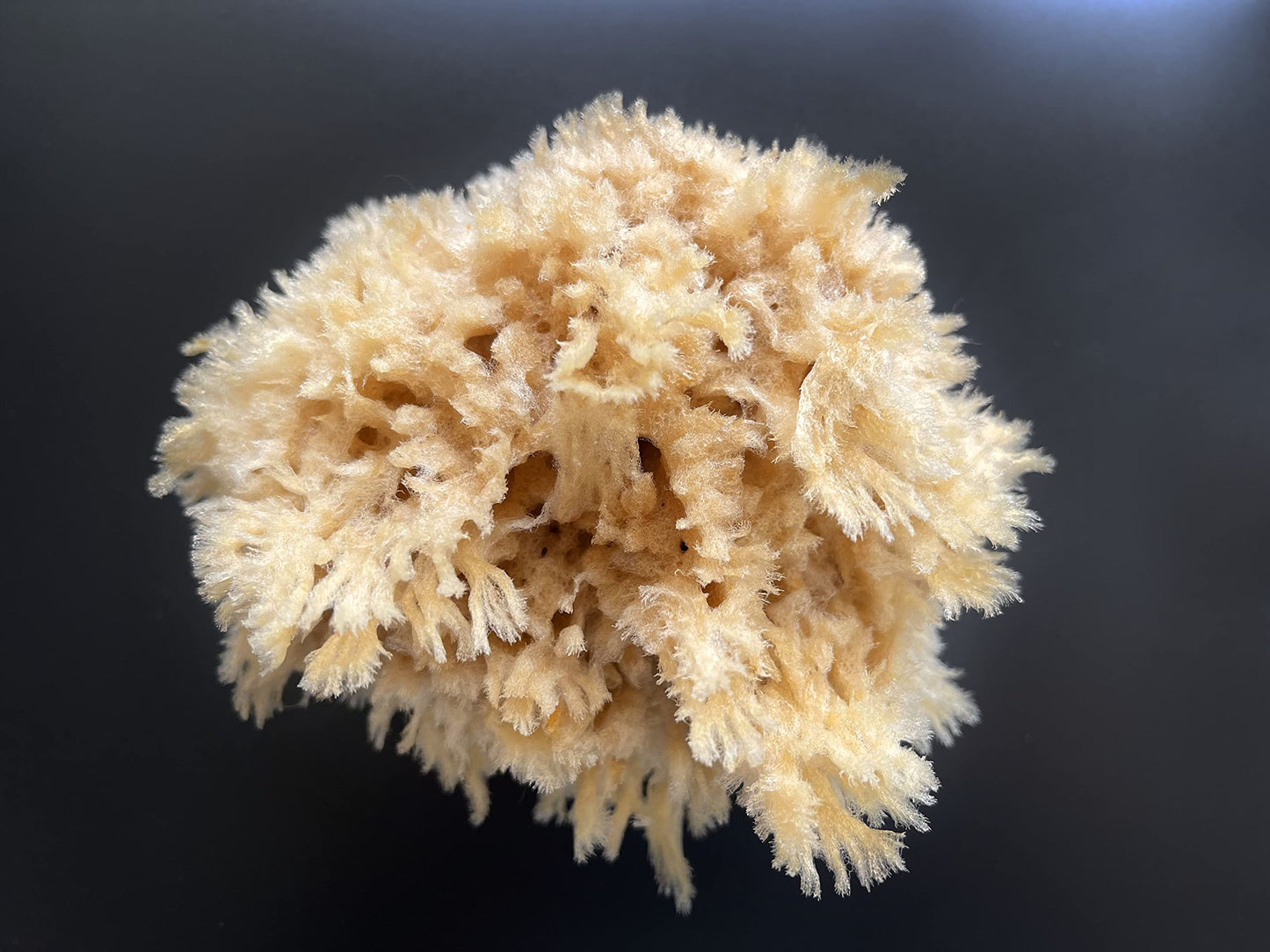 Lullingworth® Natural Sea Wool Art Sponge: Premium Professional Grade 5-6" Unbleached, Excellent for Painting, Decorating, Texturing, Marbling, Limestone/Venetian Plaster, Faux Finishes, Crafts