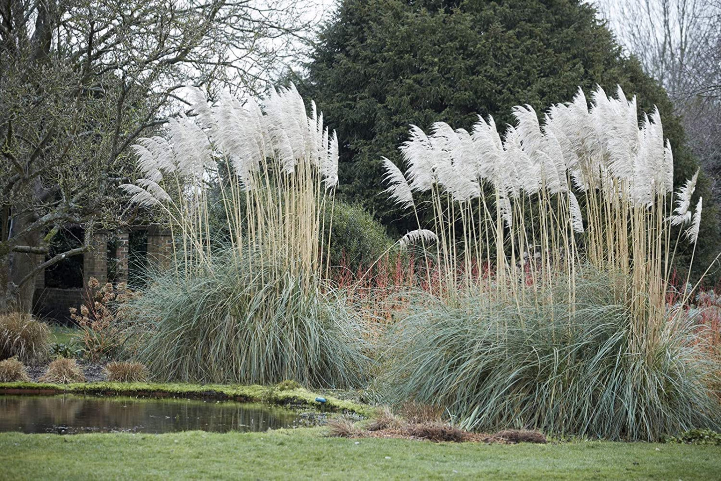 Pampas Grass | Cortaderia Selloana | 40 Live Plants | Flowering Ornamental Foliage