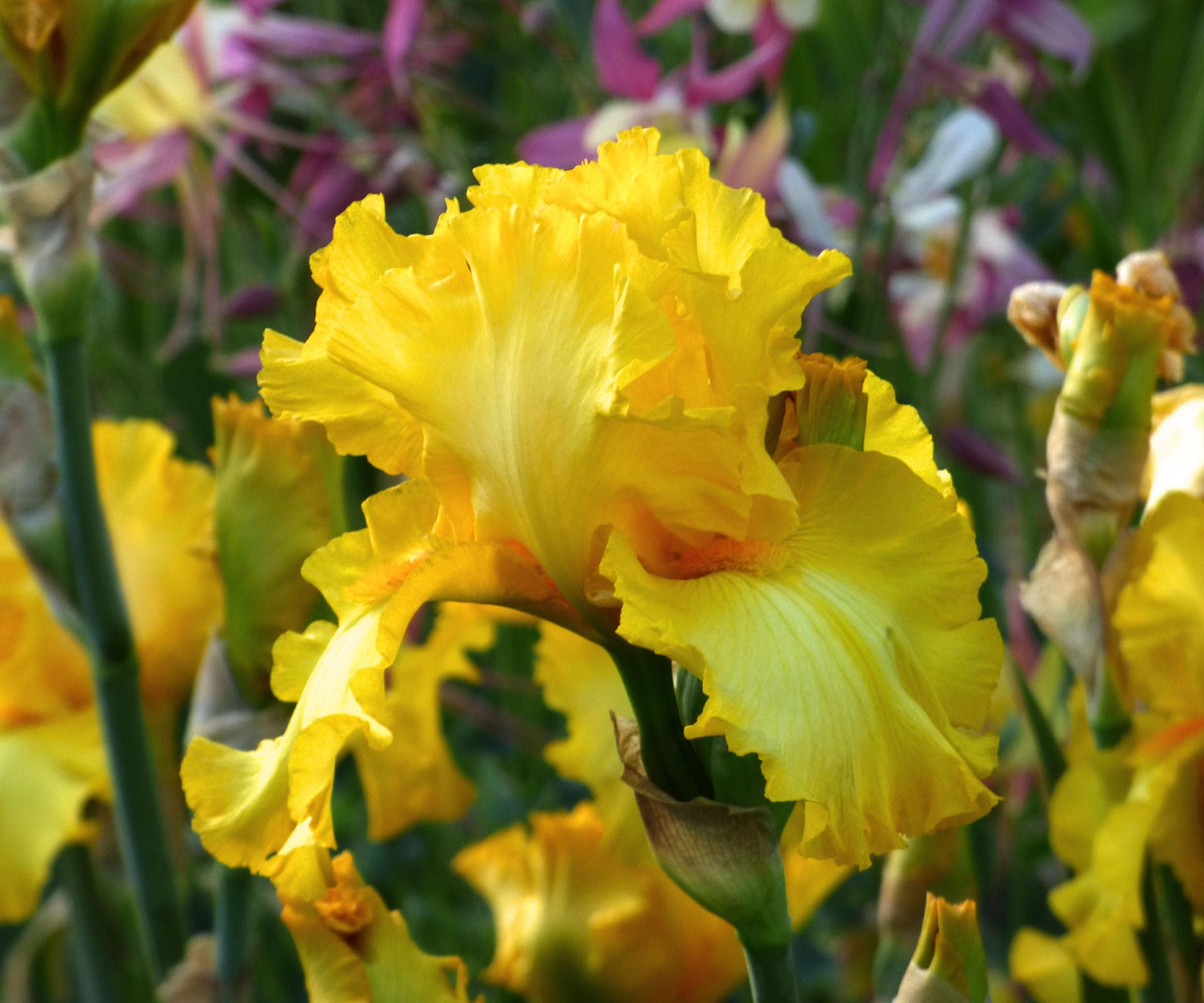 Picasso Moon Bearded Iris Plant Potted, Large Yellow Flowers, Heavy Bloomer, Stargazer Perennials