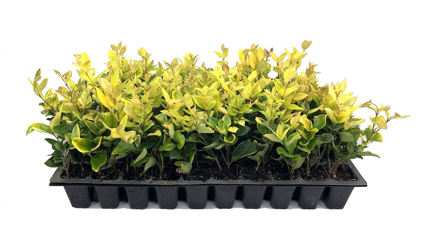 Ligustrum Japonicum Howardi - 3 Live Plants - Privet Howardii - Variegated Evergreen Shrub