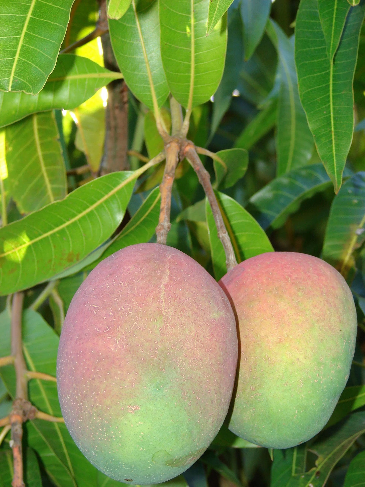 Mango Tree - Live Fruit Tree in a 3 Gallon Pot - Mangifera Indica 'Phillipine' - Tropical Edible Fruit Bearing Tree