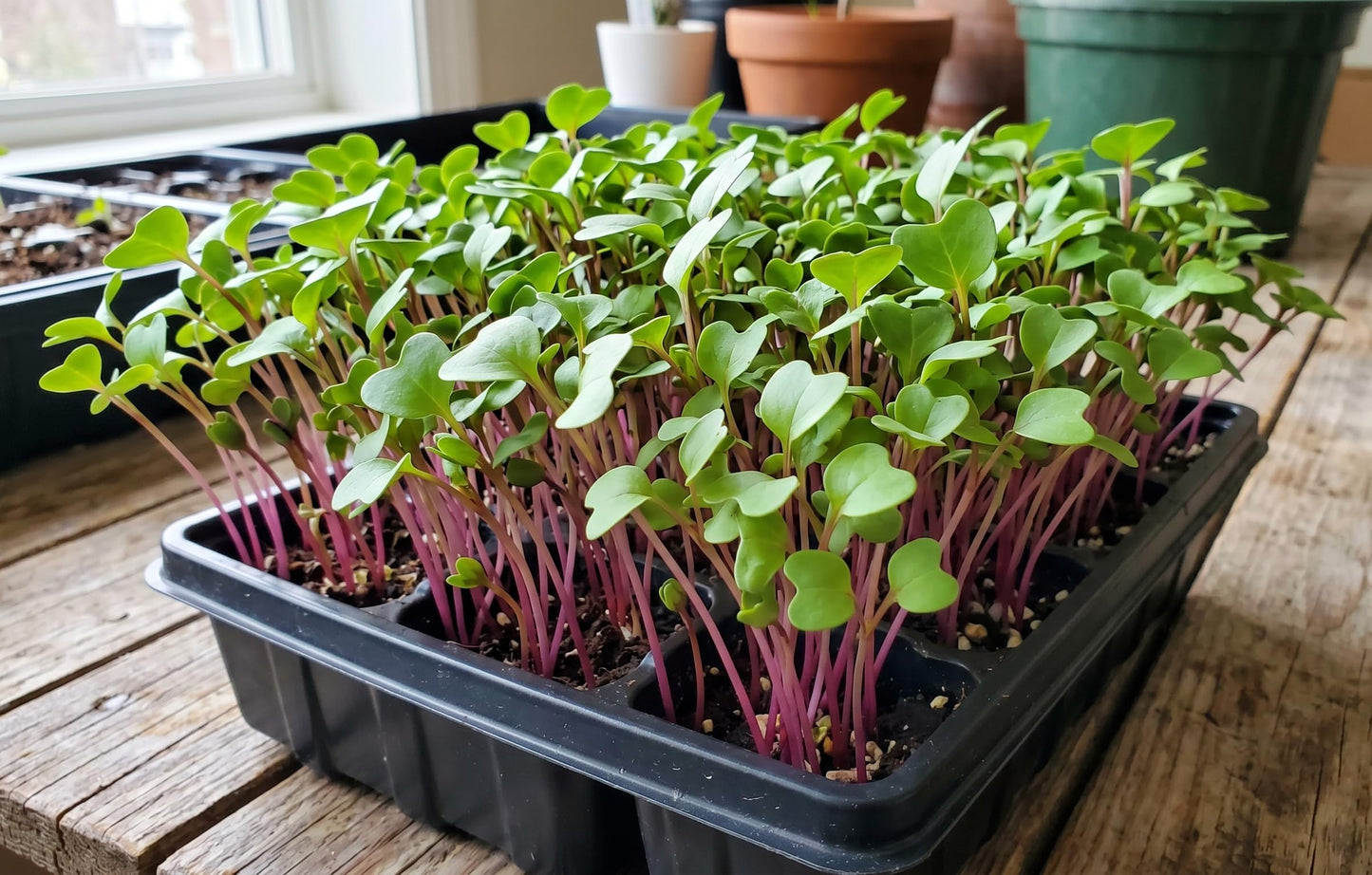 Microgreen Seeds for Planting, Choose Your Variant and Quantity (American Purple Top Rutabaga, 1000 Seeds)