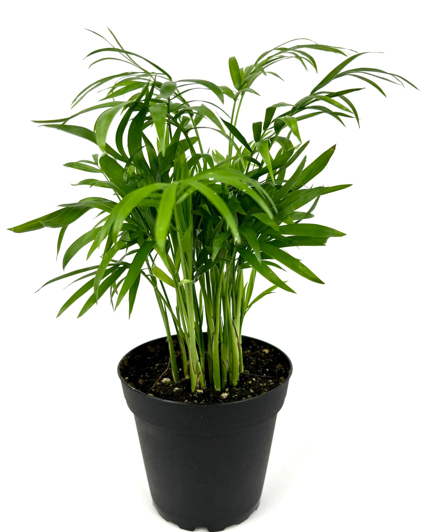 Chamaedorea Elegans Parlor Palm, Neanthe Bella Palm in 4" Pot
