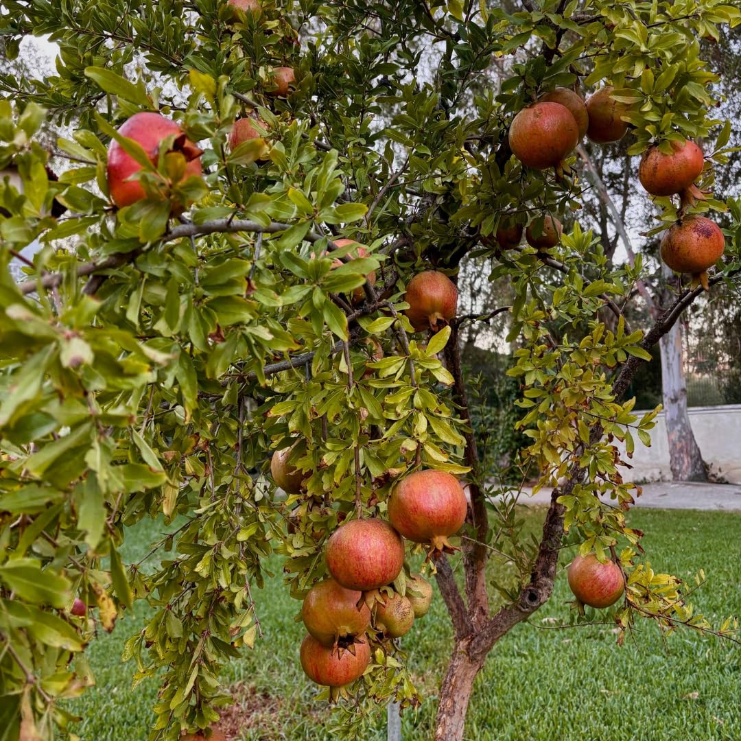Live Pomegranate Plant, Sweet Pomegranate Tree, Fruit Plant, 4-7 Inches Tall for Indoor Growing