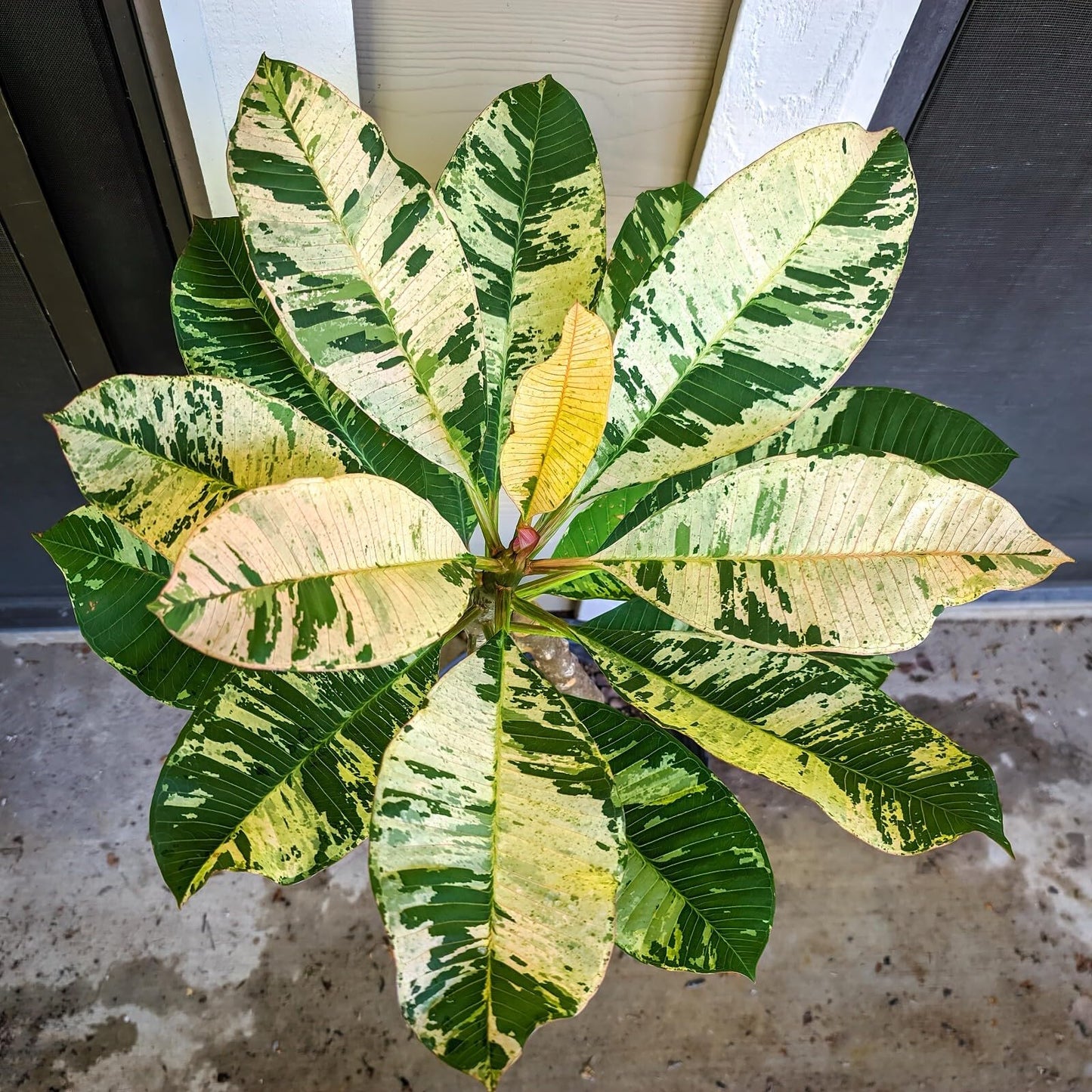 Live Plant - Maya Red Variegated Leaf Plumeria rubra Frangipani Plant