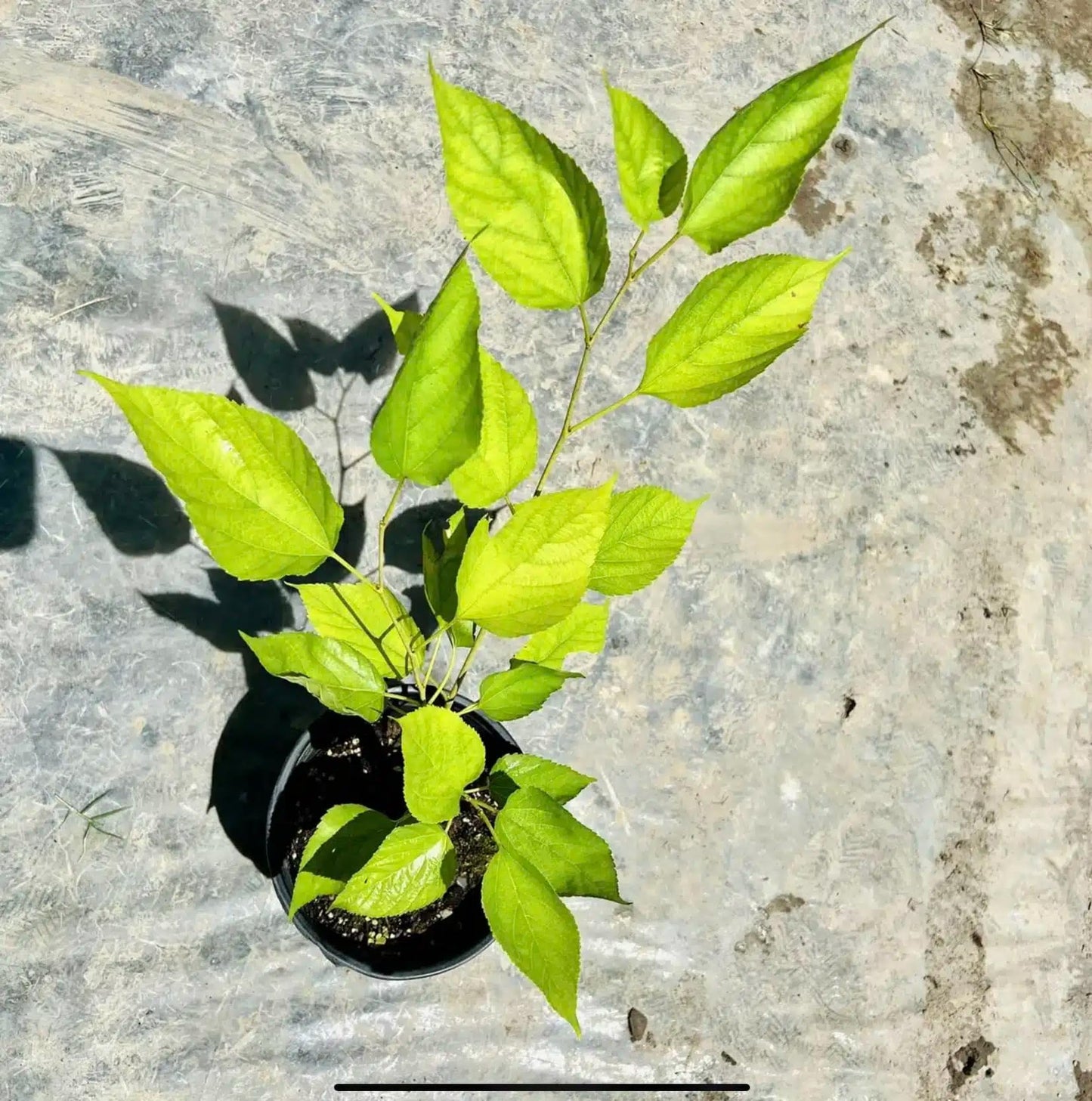 Live Plant - Mulberry (Morus) Tropical Fruit Tree 1’-2’