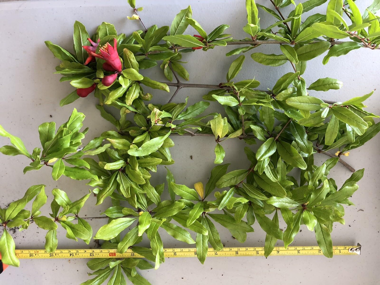 Live Plant - 100 Wonderful Pomegranate Cutting from Mature Plant