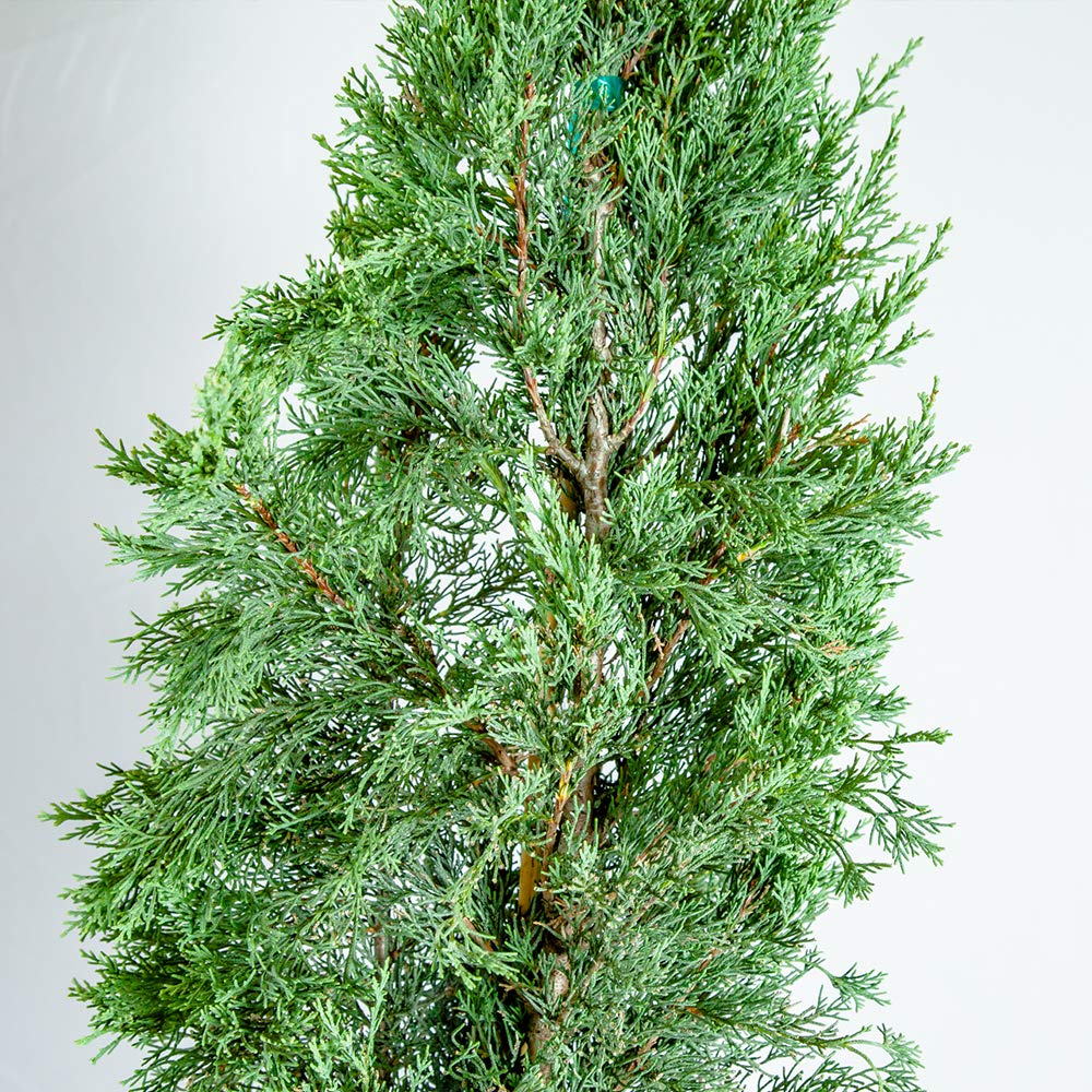 Italian Cypress 1-2'