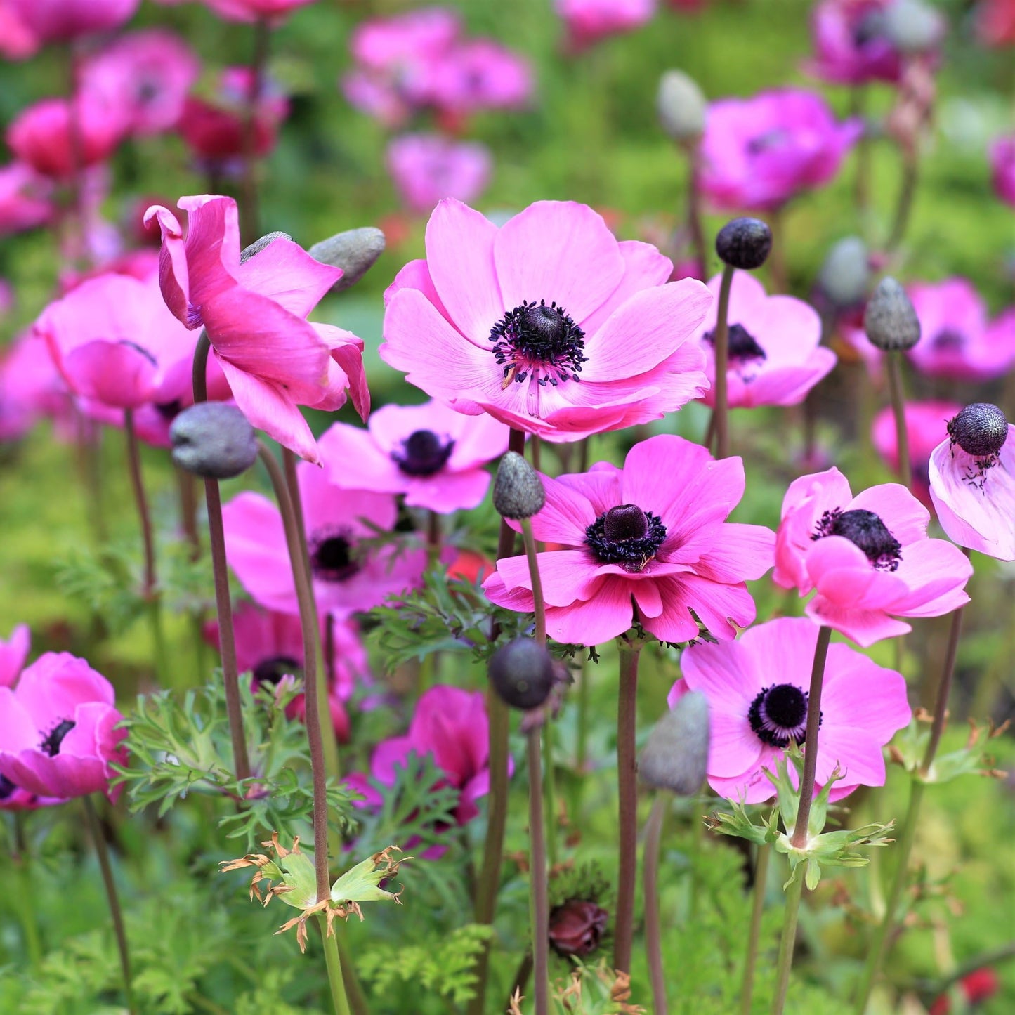Easy to Grow Anemone Rosea Pack of 20 Flower Bulbs - Spring Pink Flowers in Full Sun, Great for Cutting
