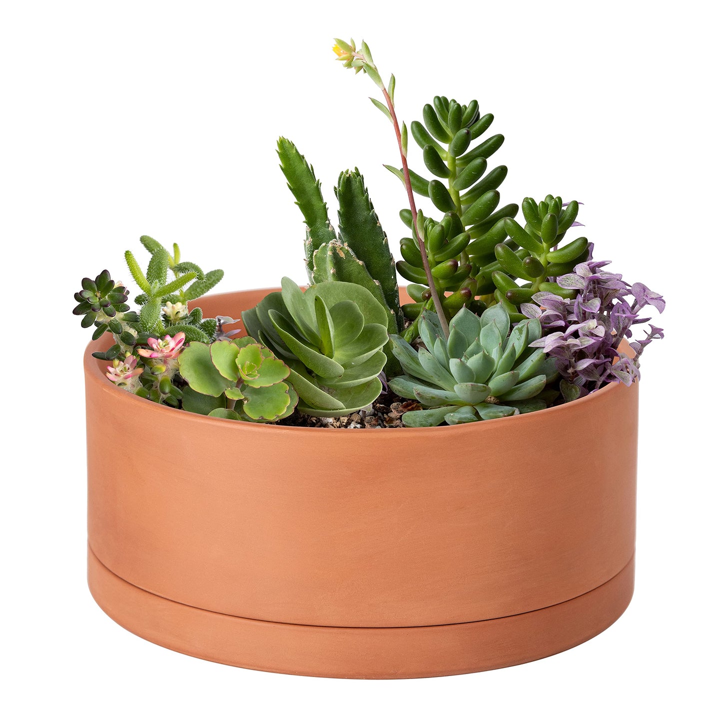 D'vine Dev 10 Inch Succulent Terracotta Shallow Pot with Drainage Hole and Saucer, Round Cylinder Planter Pot for Plant Flower, 40-Y-B-0