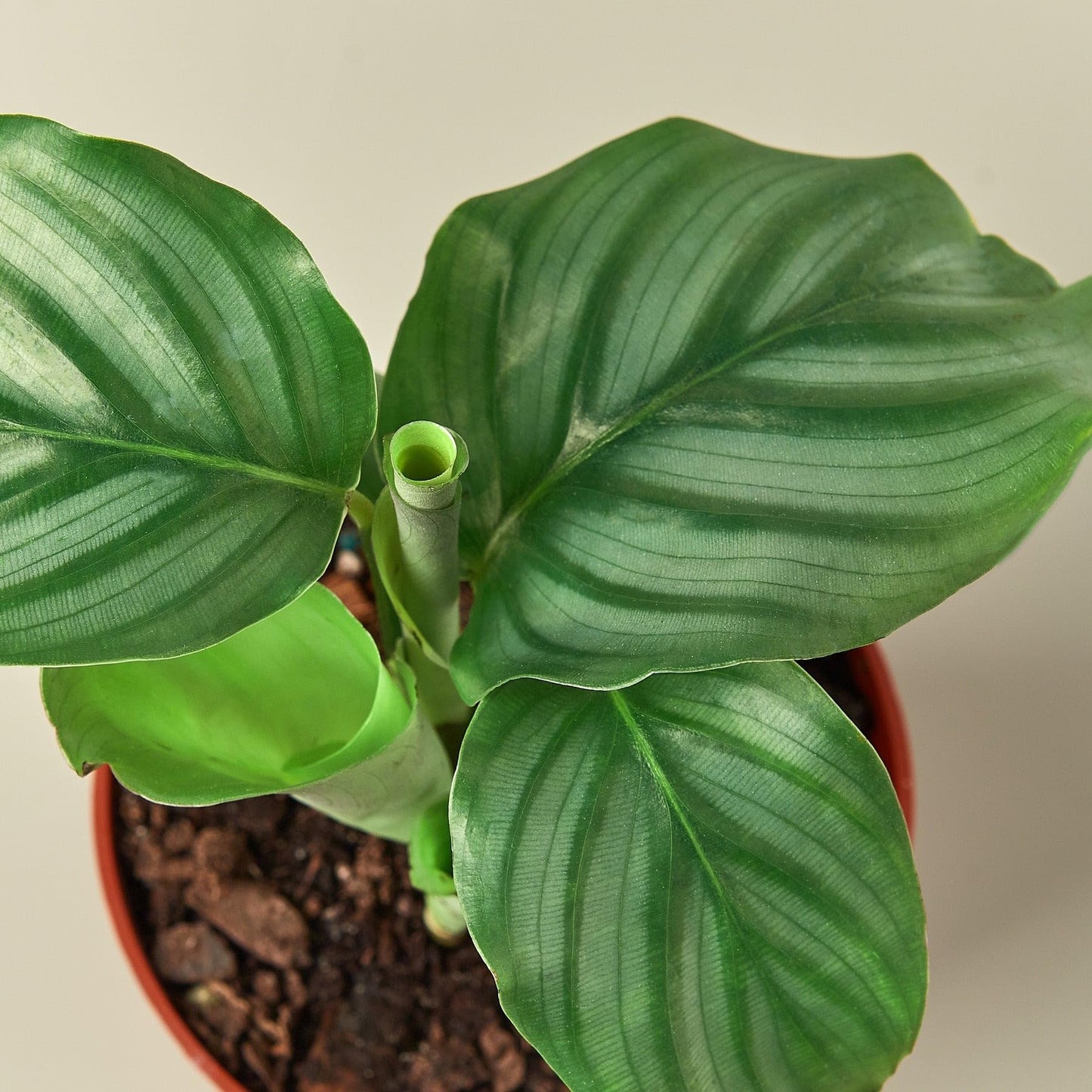 Calathea 'Orbifolia' | Live Plant for Indoor & Outdoor | for Living Room, Office, Bathroom | (4" Pot)