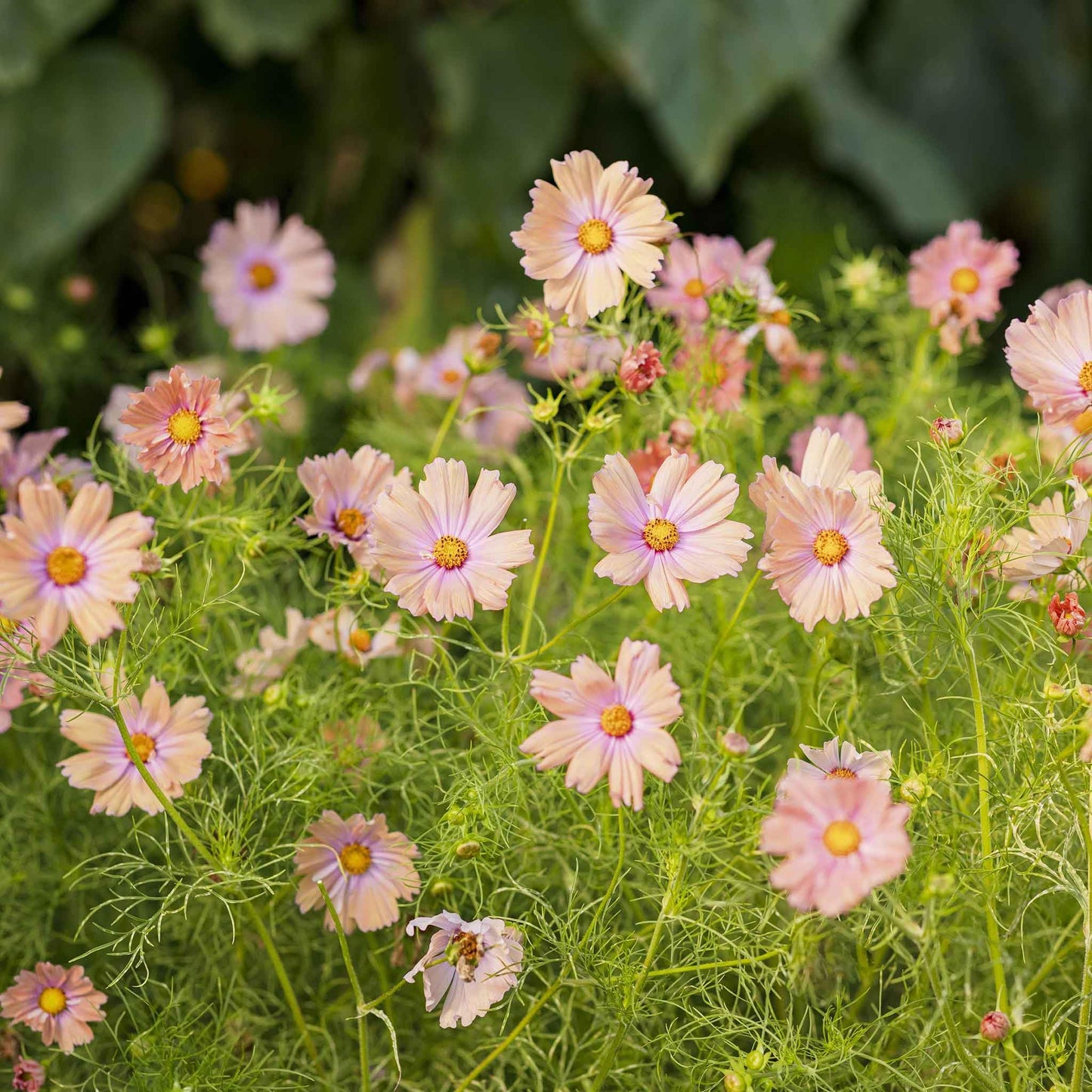 Eden Brothers Cosmos Seeds - Apricotta