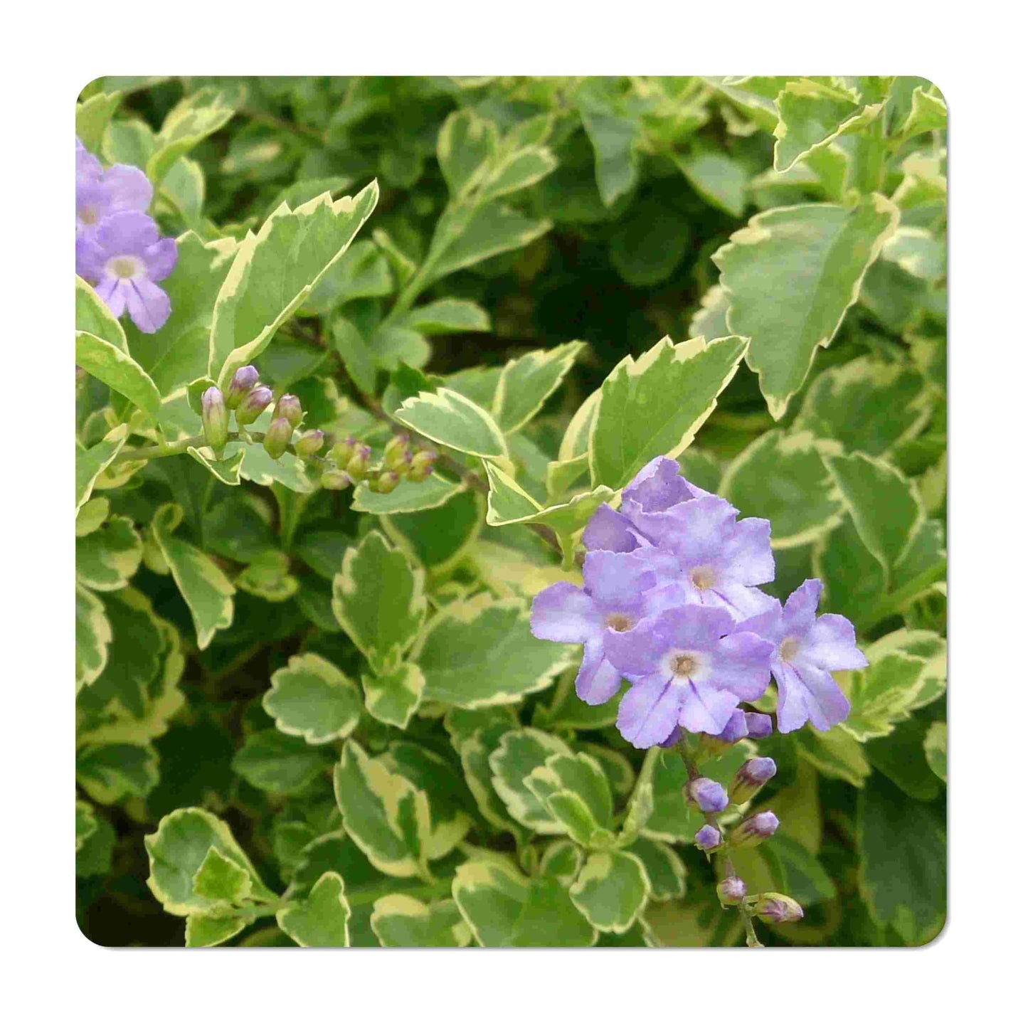 Variegated Sky Flower - Duranta repens cv - Live Plant - Pigeon Berry Golden Dew Drop- 8-10 Inches Tall - 4 Inch Pot