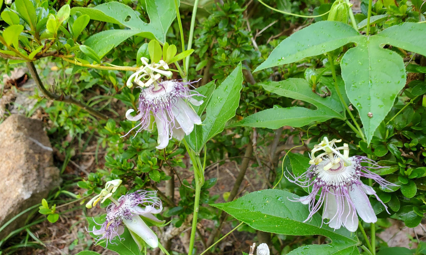 400 Pcs Passion Fruit Flower Seeds for Planting