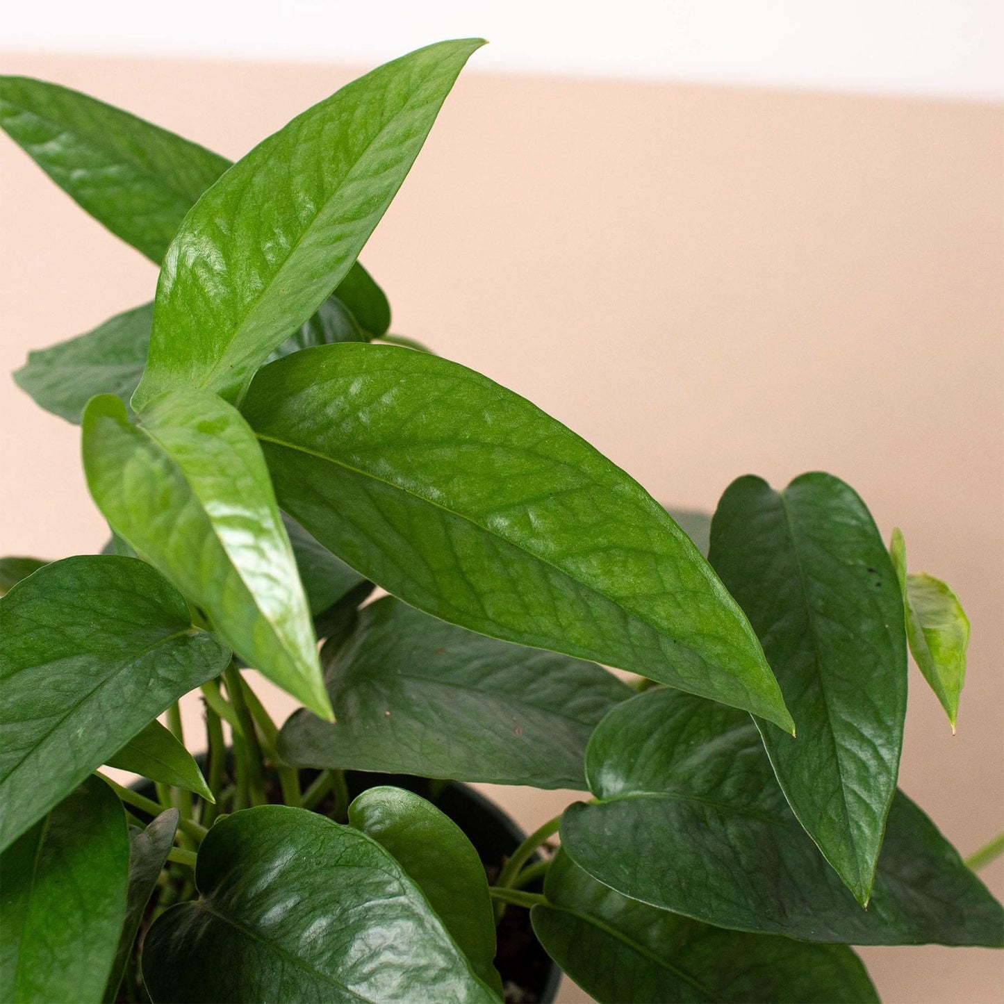 Pothos 'Cebu Blue' | Live Plant for Indoor & Outdoor | for Living Room, Office, Bathroom | (6" Pot)