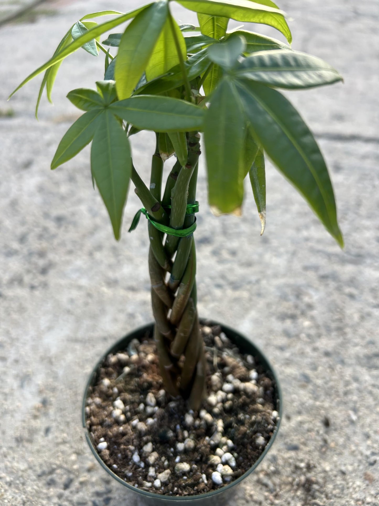 Live Money Tree Plant, 5 Braided Pachira Aquatica in 4 Inch Pot, Indoor Green Plant with Soil, Low Water Requirements, Bright Indirect Light