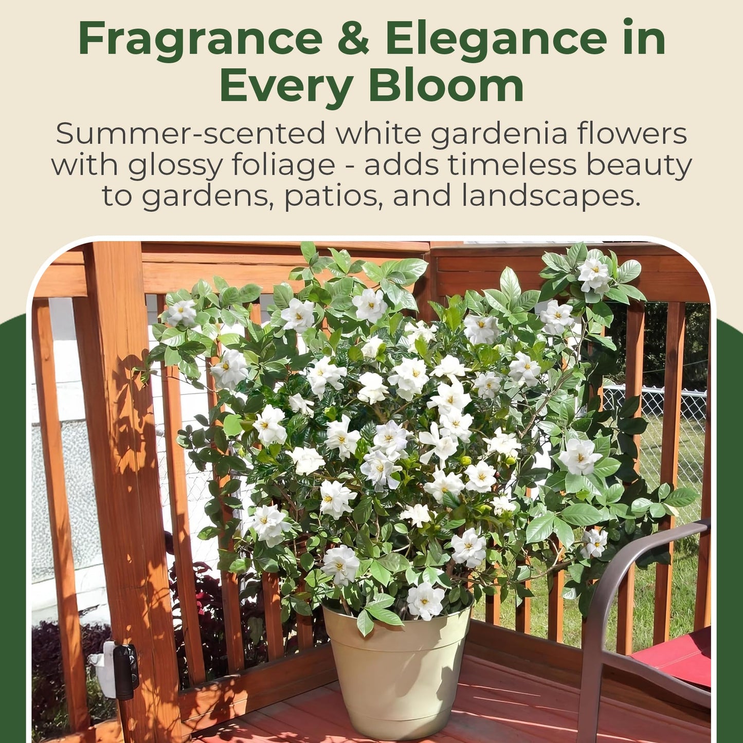 Buttons Gardenia Shrub - Live Fragrant Shrub with White Double Blooms in 2.25 gal Pot - Grows Up to 2' Tall - Ideal for Gardens, Patios & Indoor Use (1 Pack)